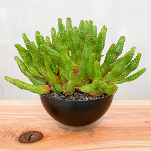 ユーフォルビア・プセウドグロボーサ