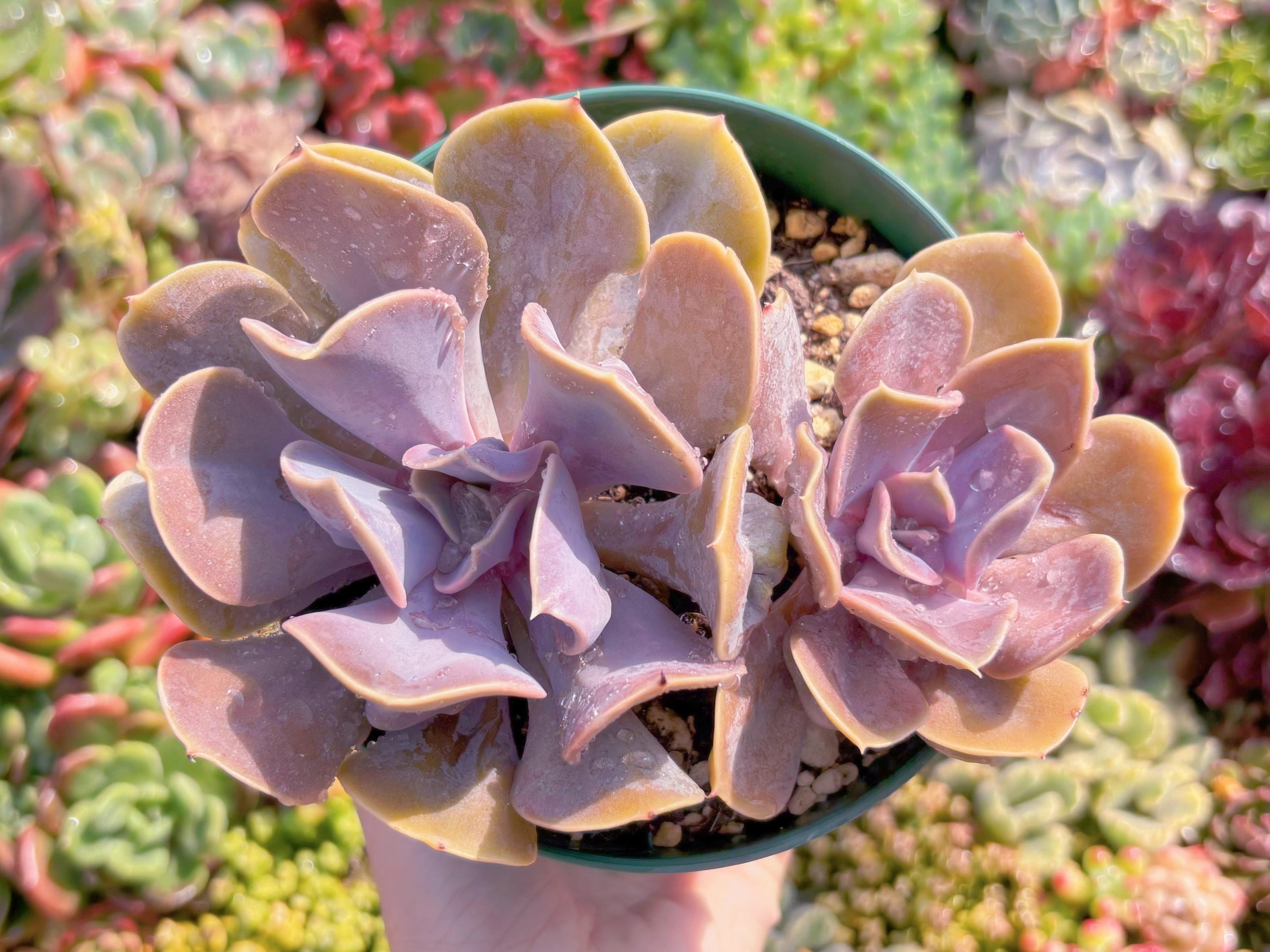 現品　ヴァルキリーエトランペット#556　るる農園