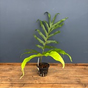 ドリナリア　クエルシフォリア　斑入り【579】