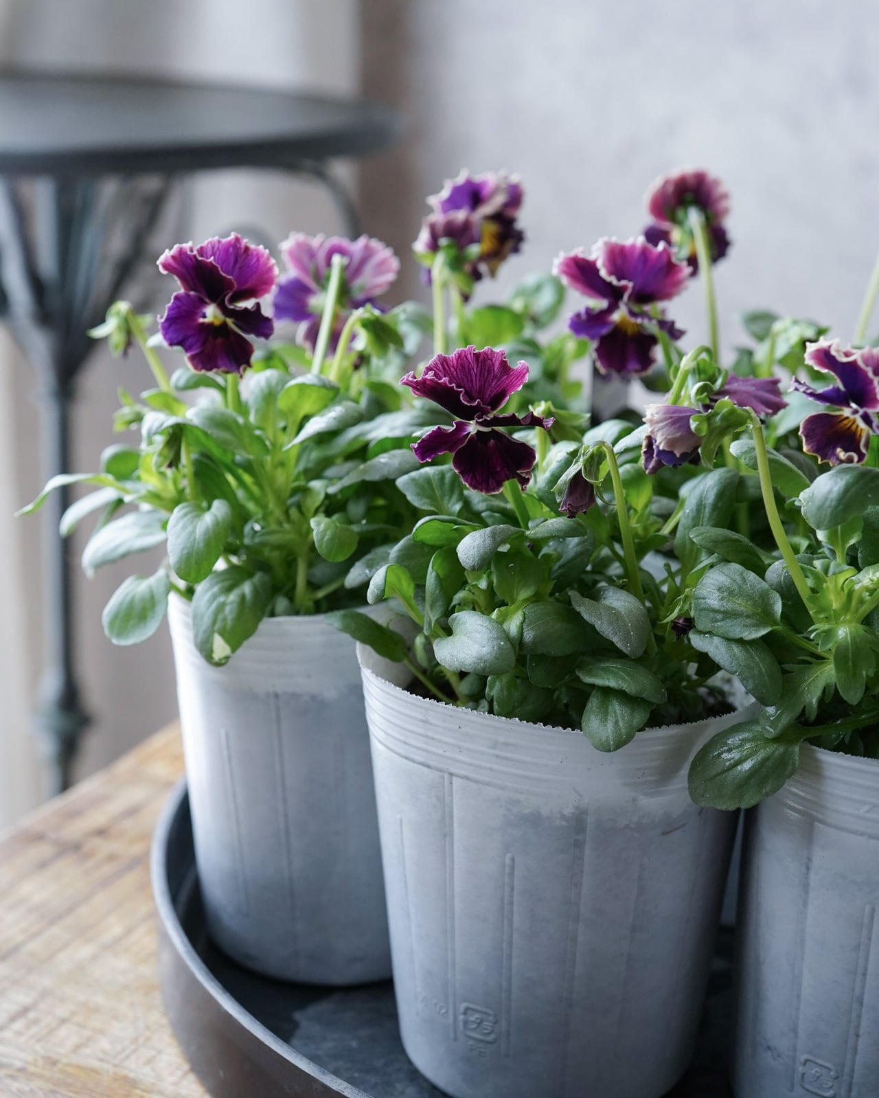 お花（屋外用） | アトリエ ヴィネット（花苗・鉢・寄せ植え作品などの