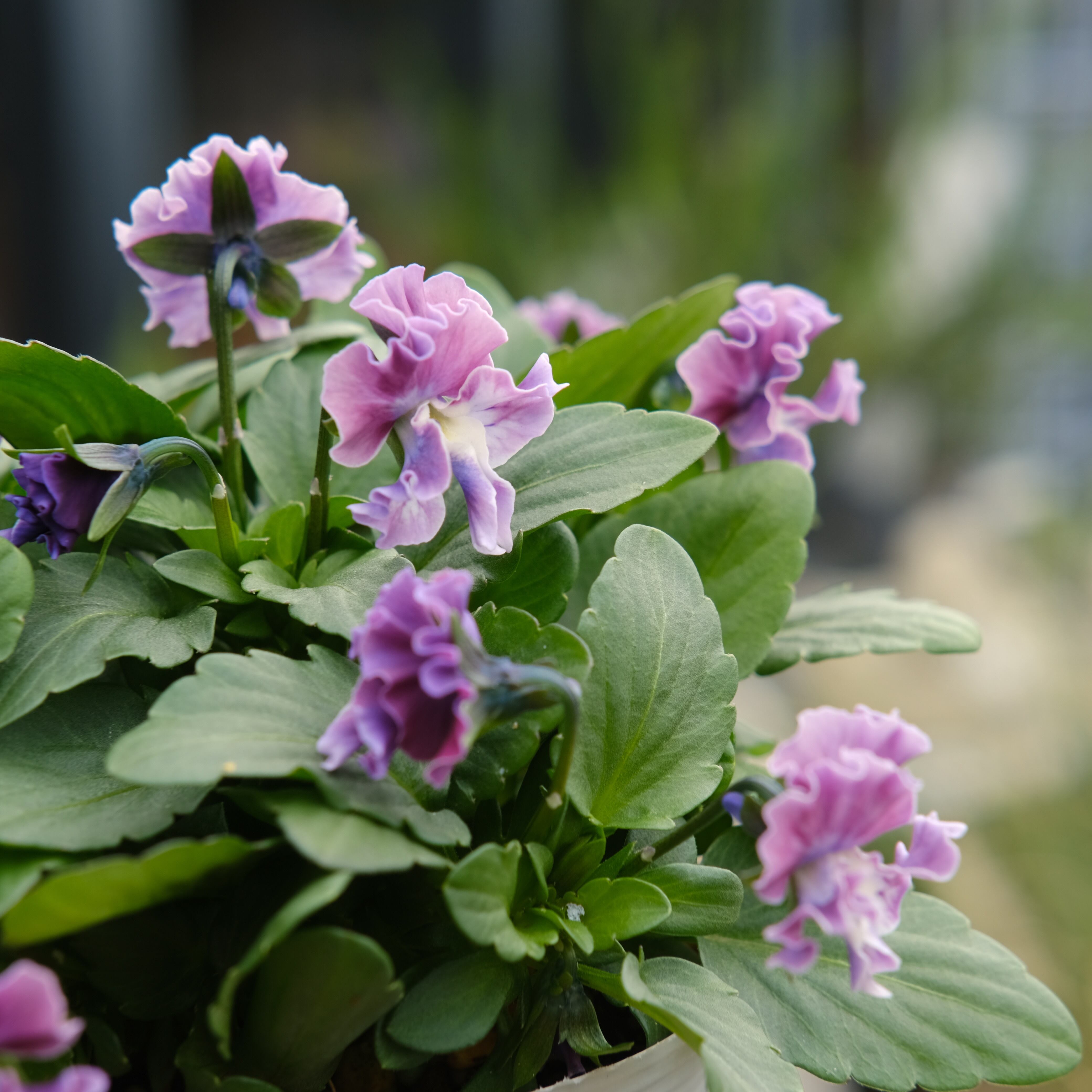 お花が長持ち！《 ぞうさんビオラ 》 | グリーンギャラリーガーデンズ