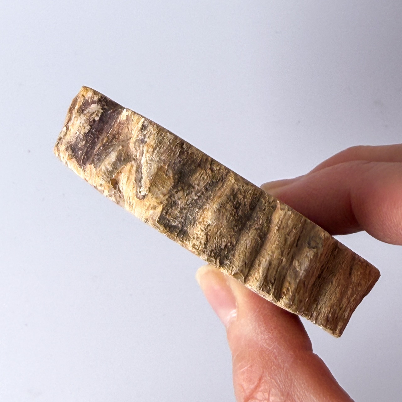 ペトリファイドウッド（珪化木）スラブ ＊ Petrified Wood ＊ 天然石