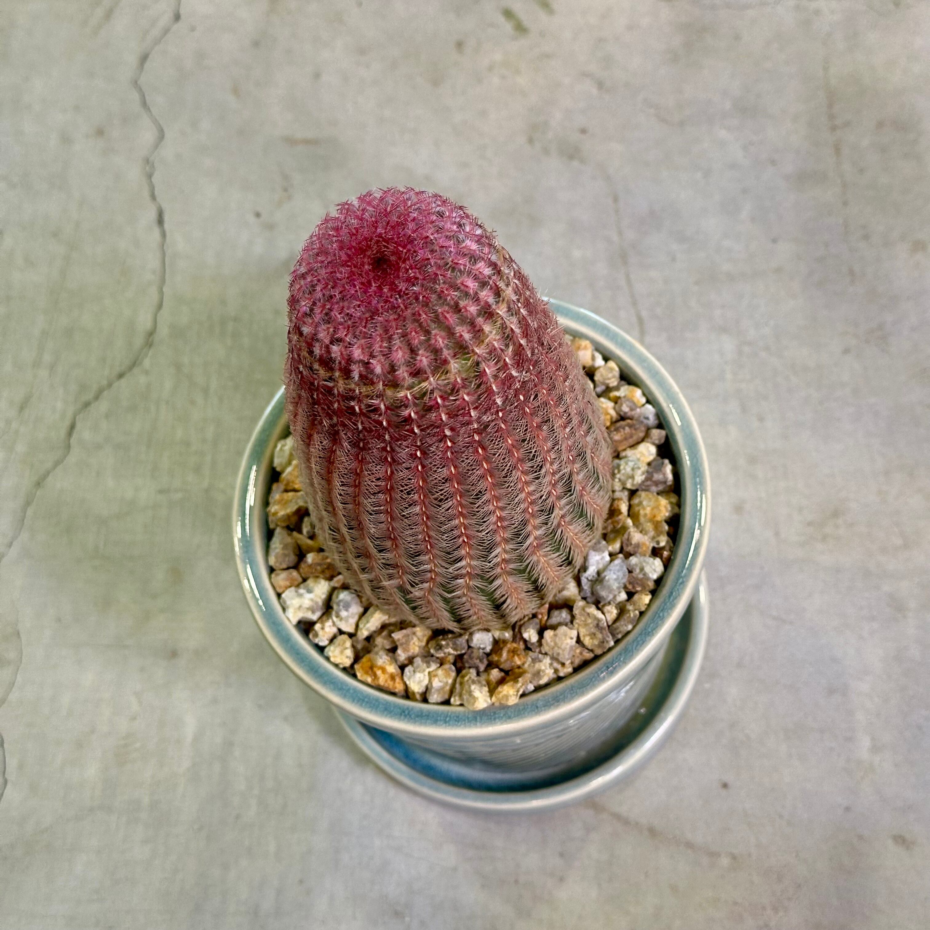 エキノセレウスサボテン・紫太陽 | barrelplants_BONSAI