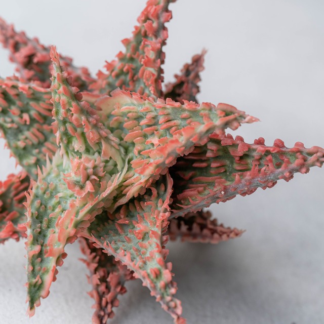 アロエ ハイブリッド -Aloe hybrid- No.24