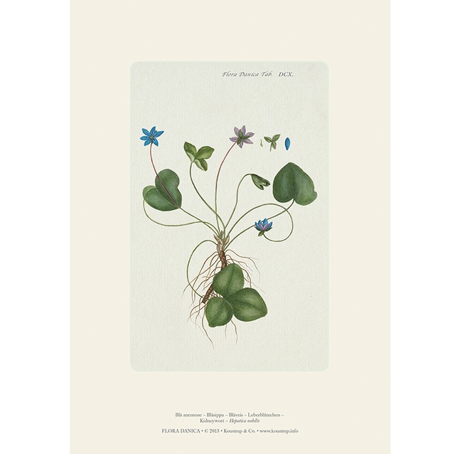 Koustrup Co アートポスター サイズ Blue Anemone ブルーアネモネ 北欧ブランド 北欧 花 フラワー 草花 植物画 ヨーロッパ 図鑑 ポスター 北欧雑貨 ウォールデコ インテリア ナチュラル アート ギフト インポート 海外 輸入 デンマーク Koustrup Co Japan