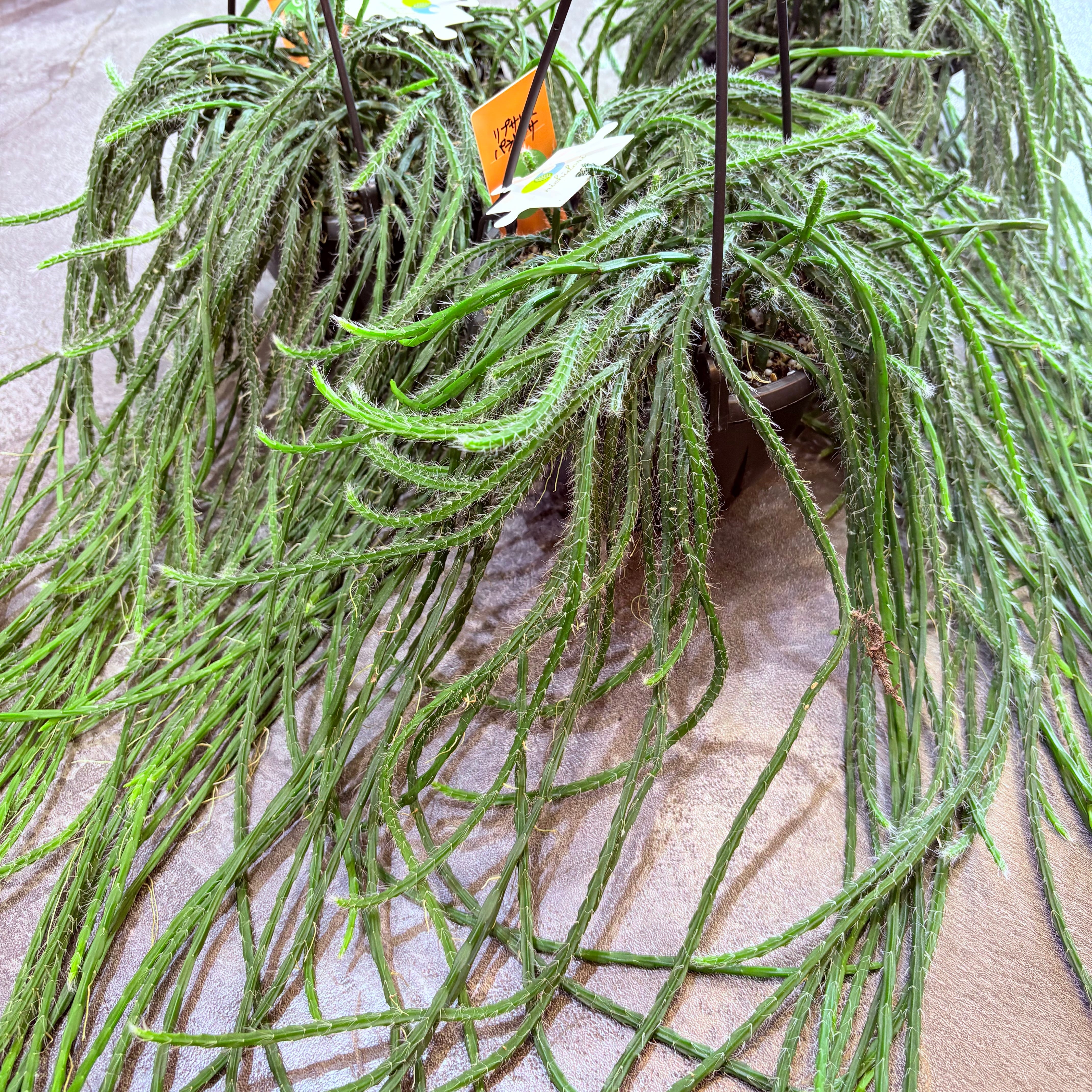 リプサリス パラドクサファイン 5号 | Green Vibes 宇都宮市の観葉植物