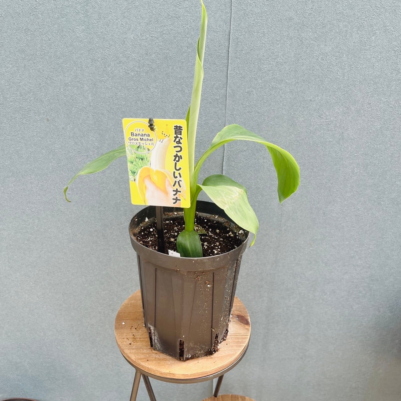 現品］【希少】37番 キンモウコウ 7号 観葉植物 レア 室内 希少