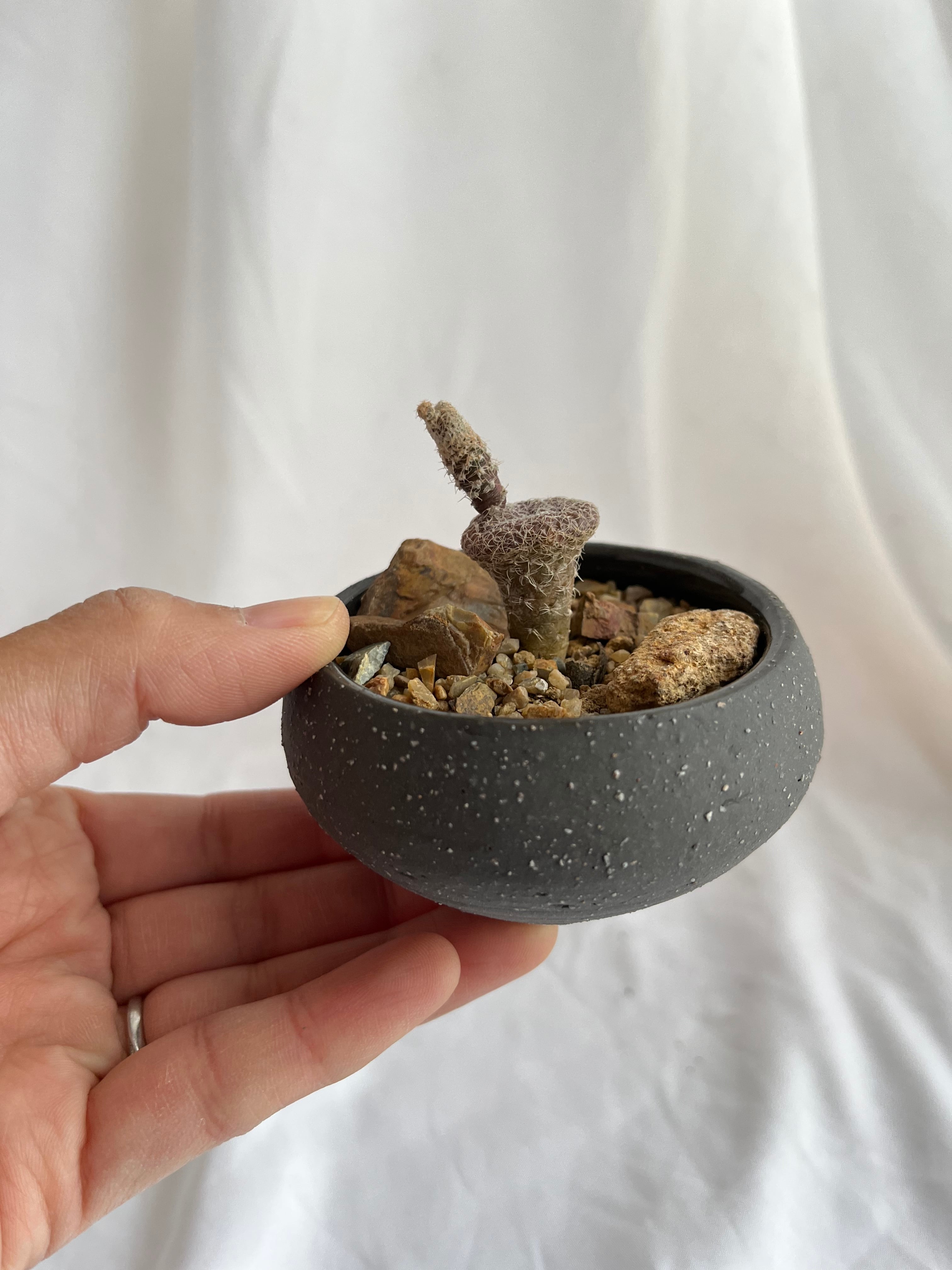 Puna clavarioides クラバリオイデス 茸団扇 白鶏冠 サボテン | plants