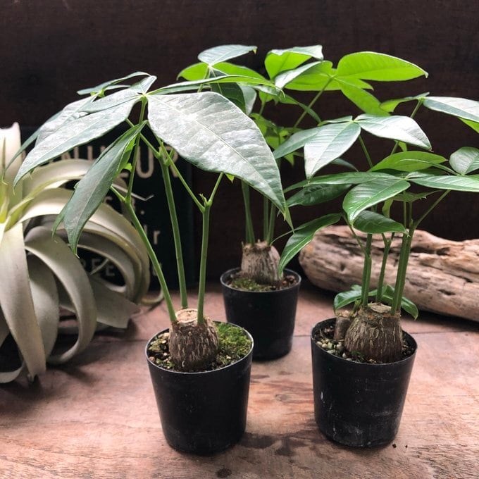 パキラ塊根仕立て ミニサイズ 観葉植物 ガーデニング | 植物の店ベリー