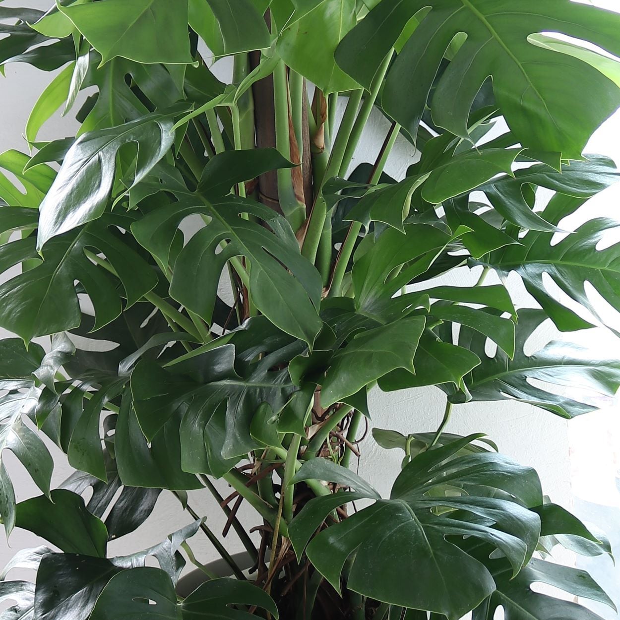 観葉植物「モンステラ」お祝い 開業祝い 開店祝い 移転祝い 引越祝い 8