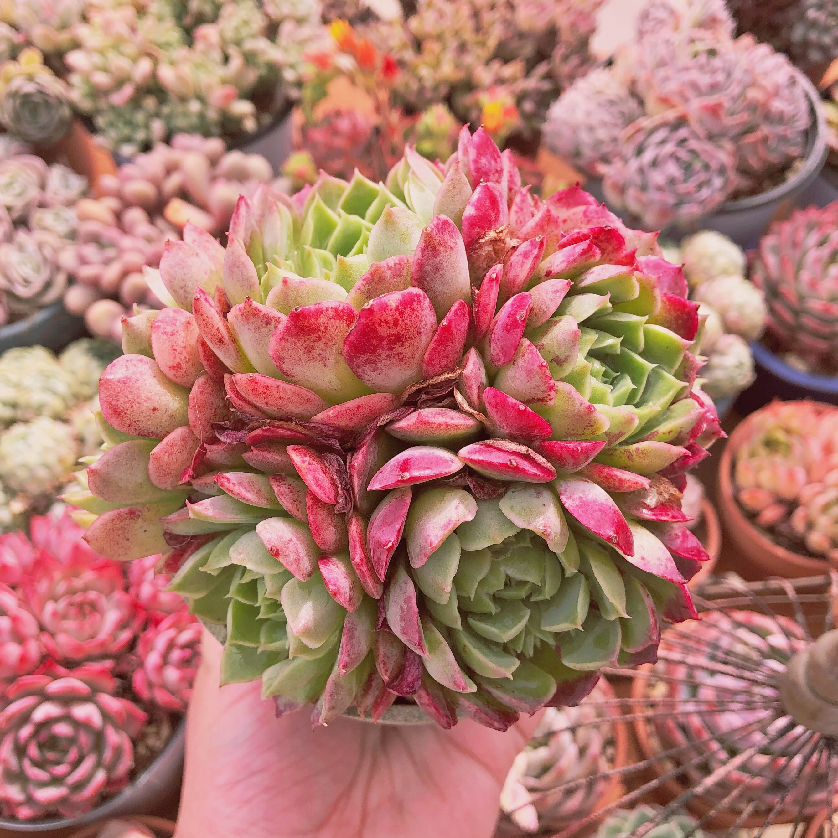 多肉植物　ワインホール　4~6頭　特大群生　