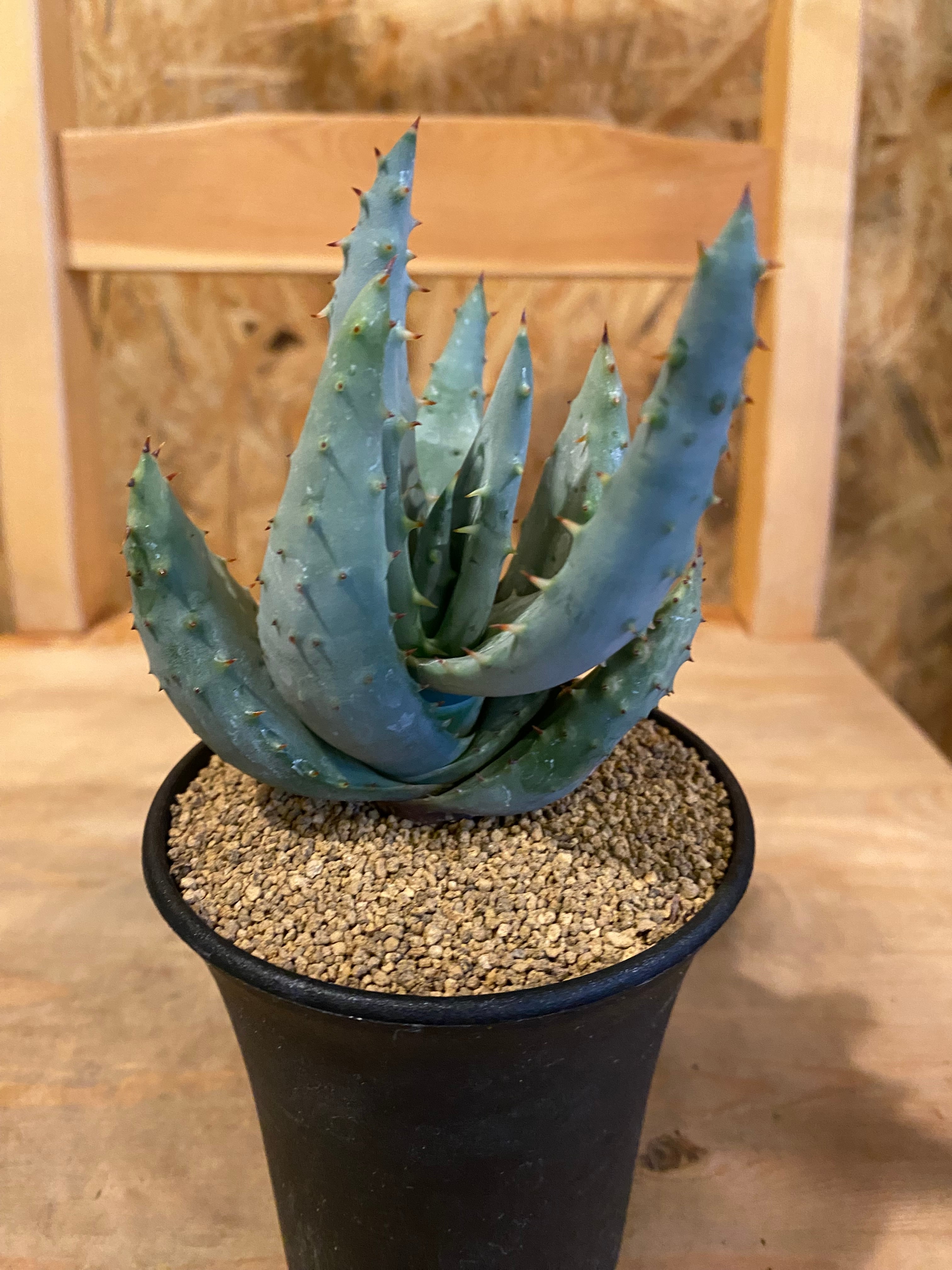 アロエ ライツィー 本体8cm W8cm | Garden Varejo