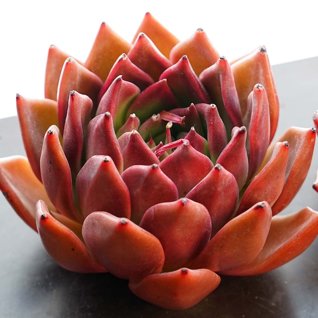 カット苗 ブラッドフェニックス 【日本初上陸？】 Echeveria 'Blood Phoenix'