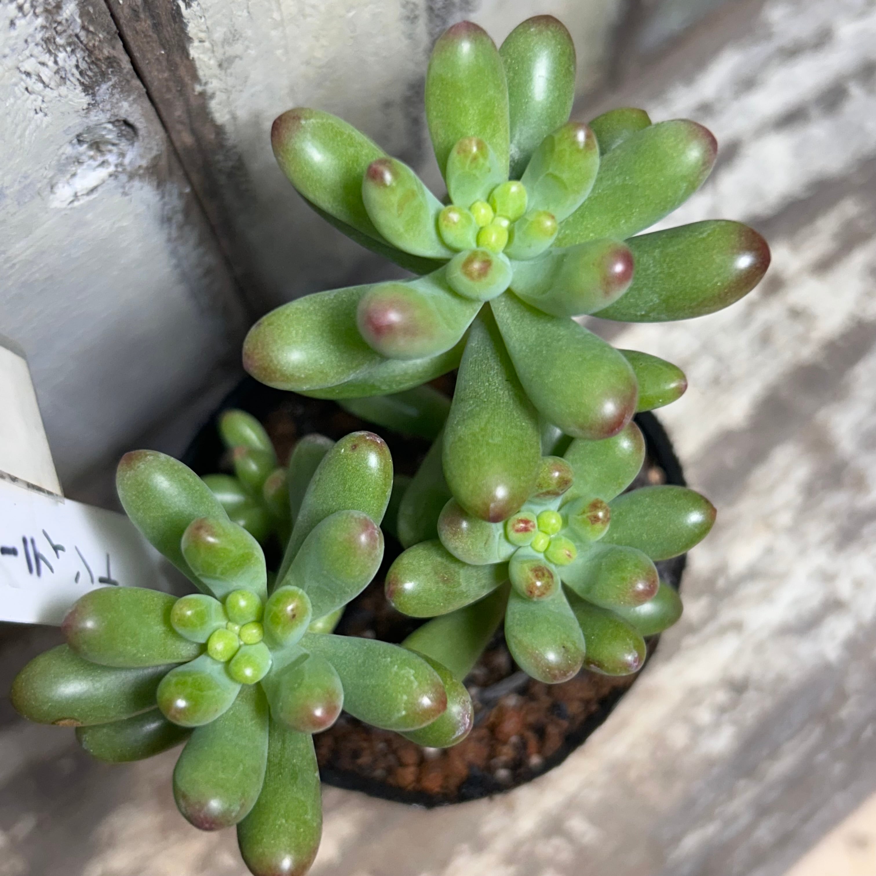 ルビーティント | RuPo 多肉植物専門店