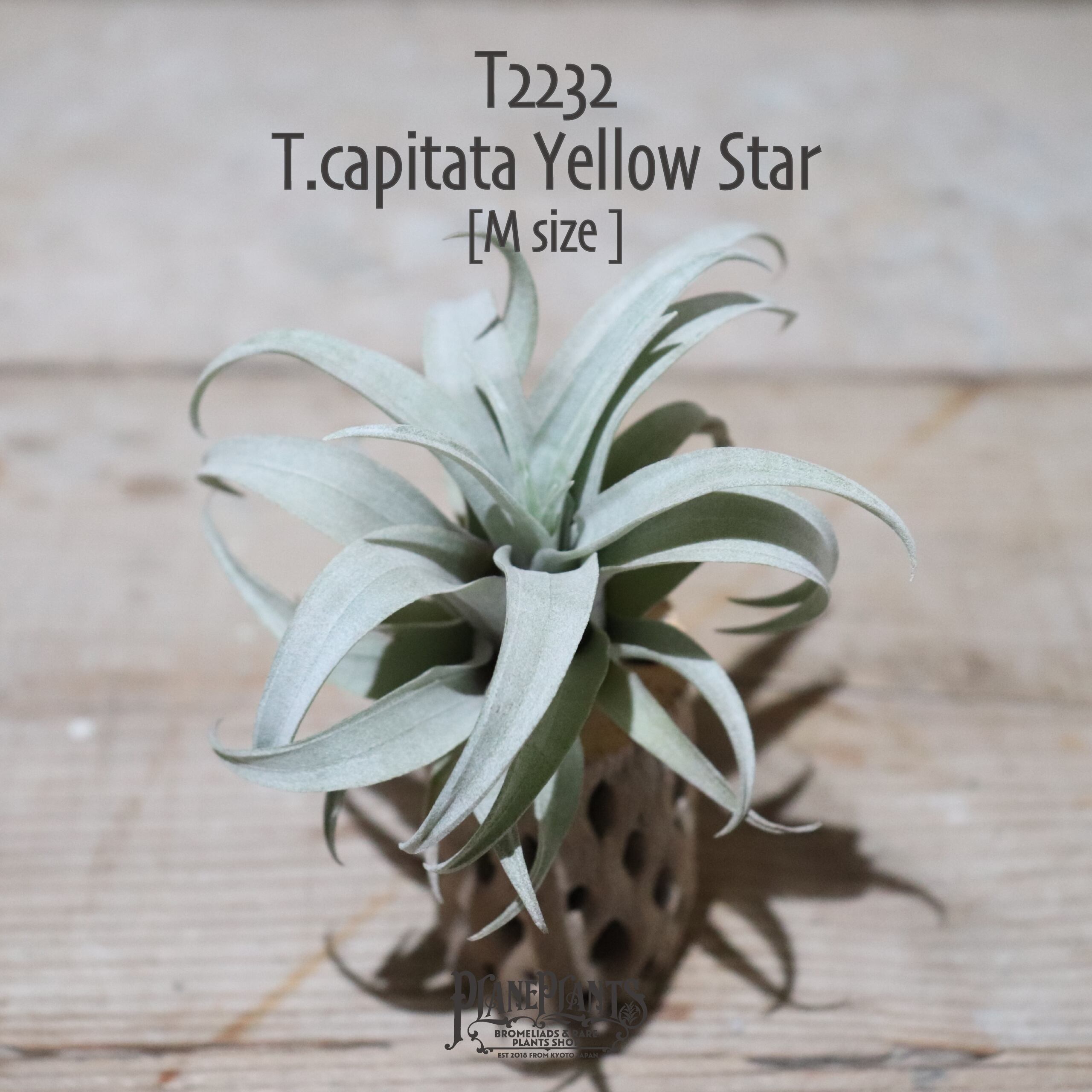 【送料無料】capitata Yellow Star〔エアプランツ〕現品発送T2232