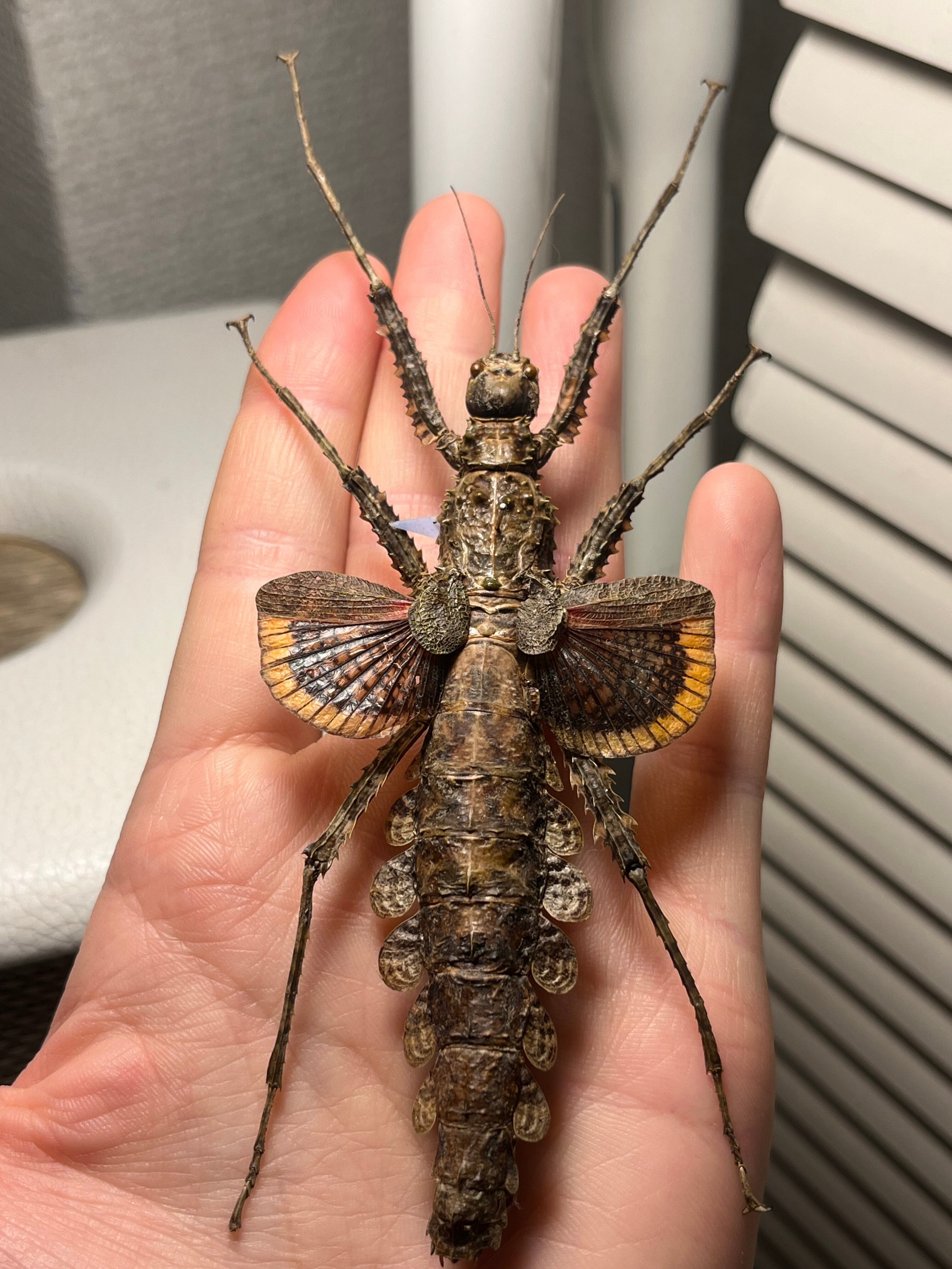 標本】Cotylosoma carlottaeナナフシ コノハムシ タランチュラカマキリ
