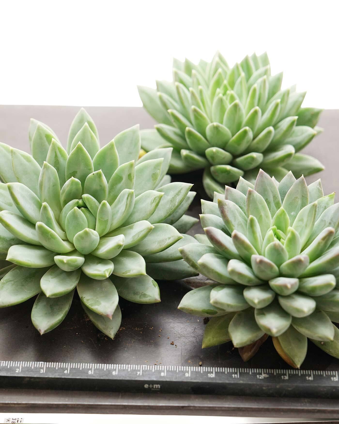 発根済カット苗 ダークモンスター 大株 Echeveria 'Dark Monster