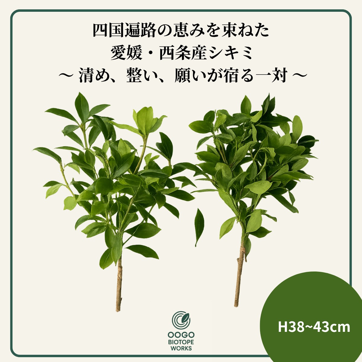 【OOGO】シキミ 切り枝 M（38–43cm） | oogobiotope