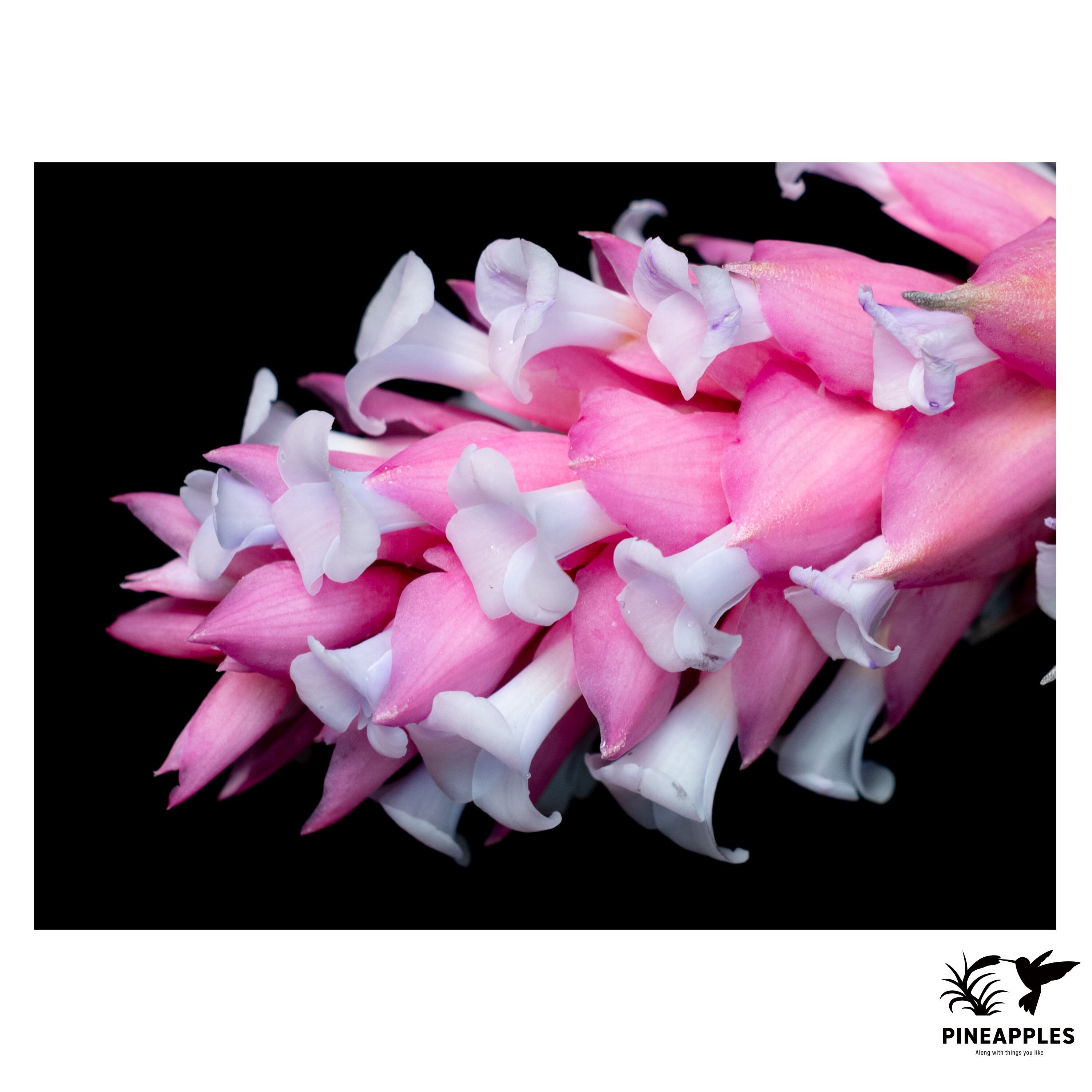 Tillandsia ionantha 'Succulent Form' 【現品】 | PINEAPPLES