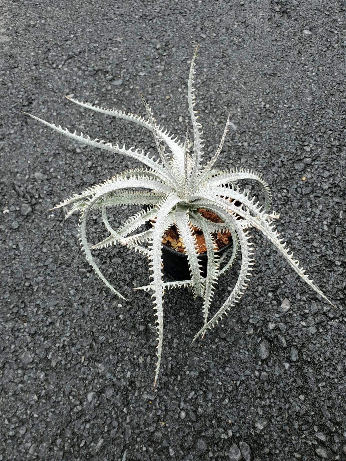 Dyckia Nagas 【artPLANTs】ディッキア/ブロメリア | artPLANTs