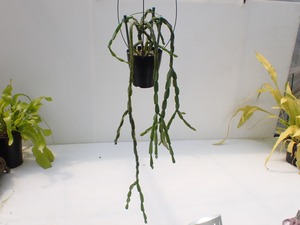 Rhipsalis paradoxa　３．５号鉢　吊り鉢