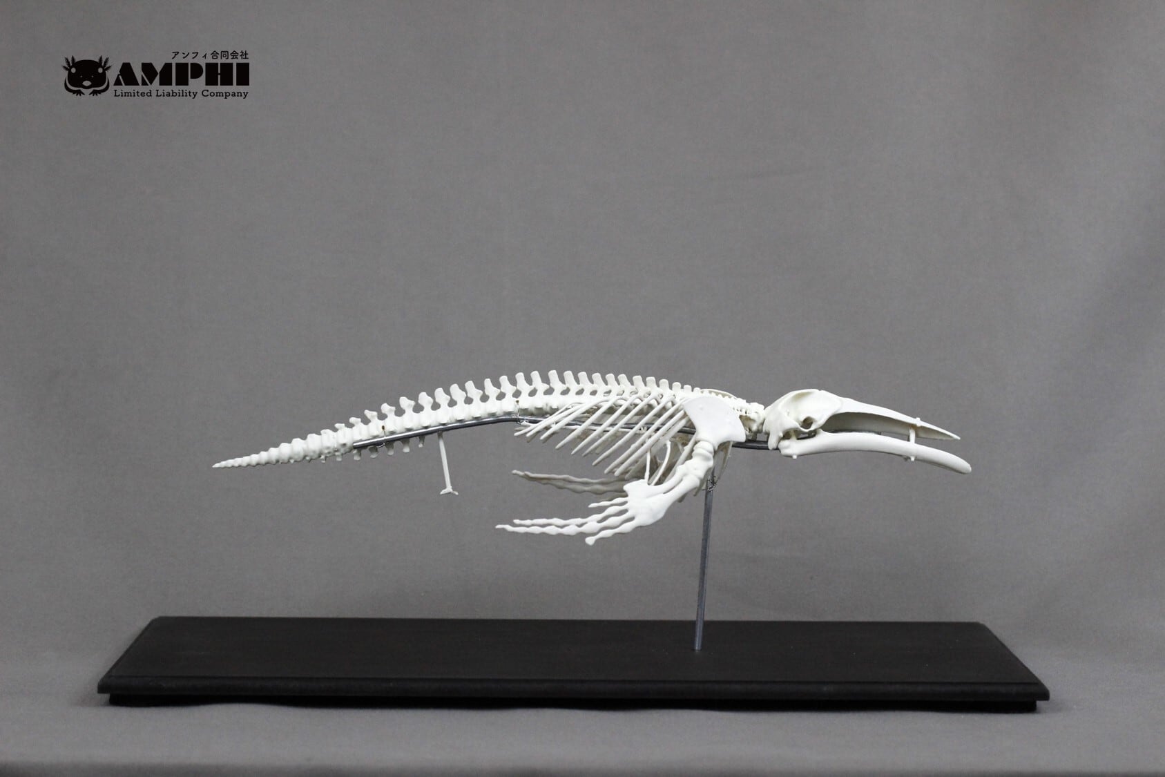 ザトウクジラ 縮小全身骨格レプリカ Humpback whale, miniature whole