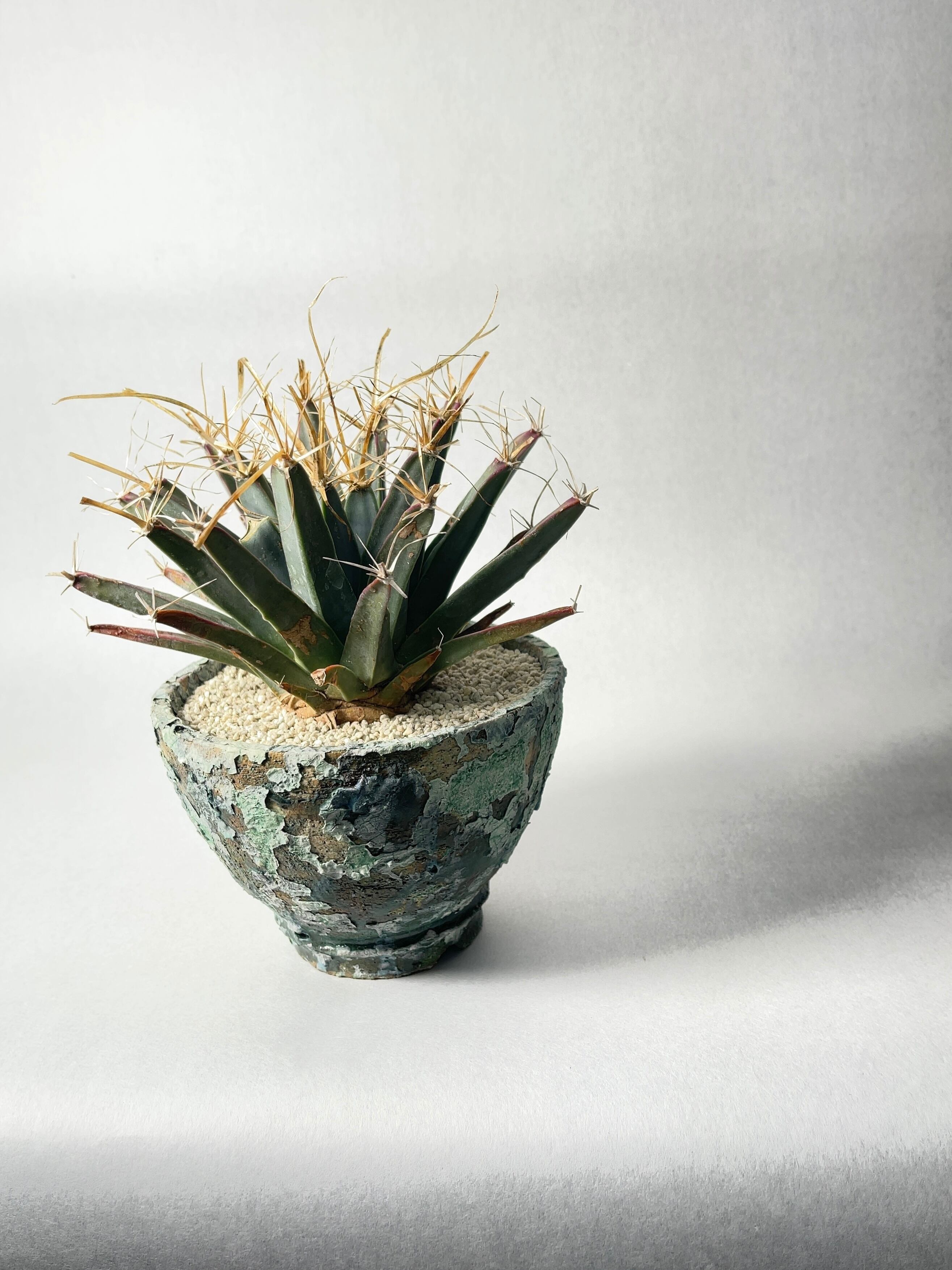 レウクテンベルギア・晃山 | trigger