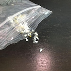 オトンナ・レピドカウリス【種子 5粒+α】