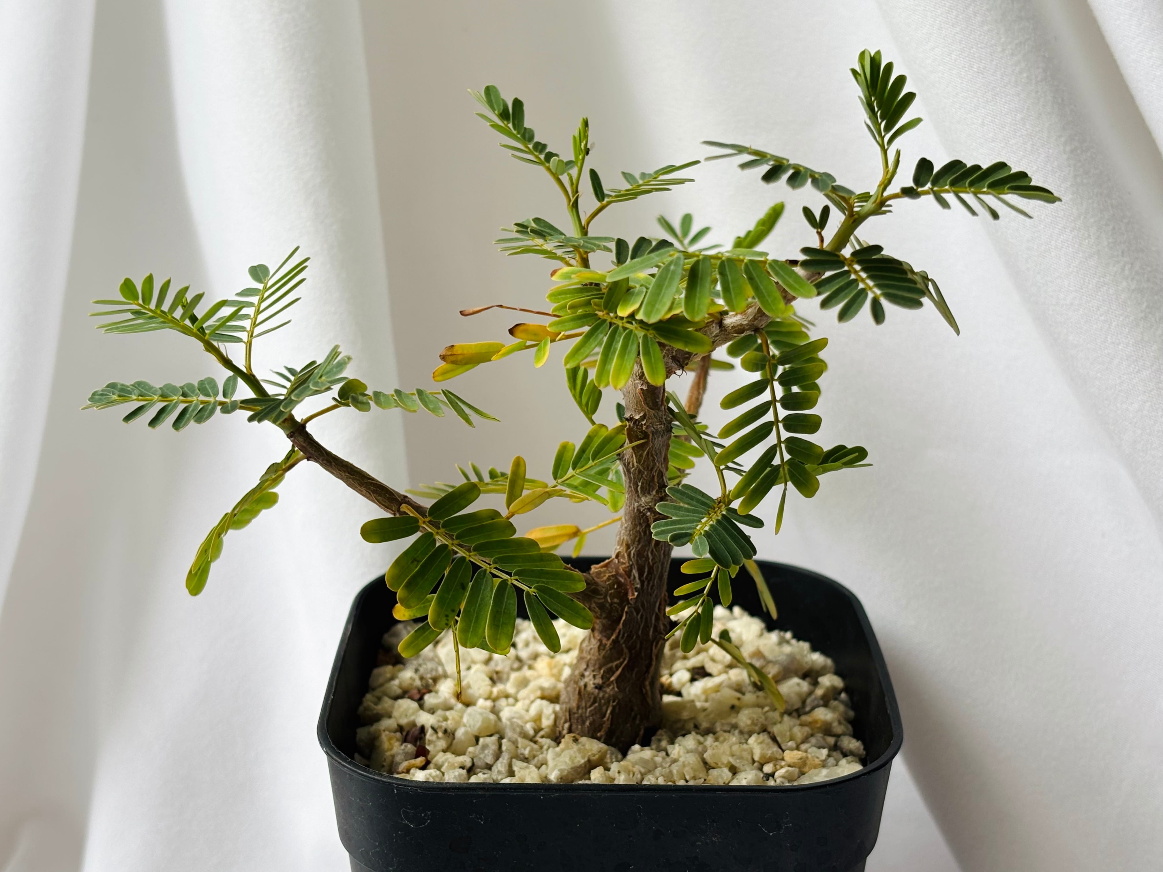 Adenium obesum アデニウム オベスム 塊根植物 コーデックス | plants