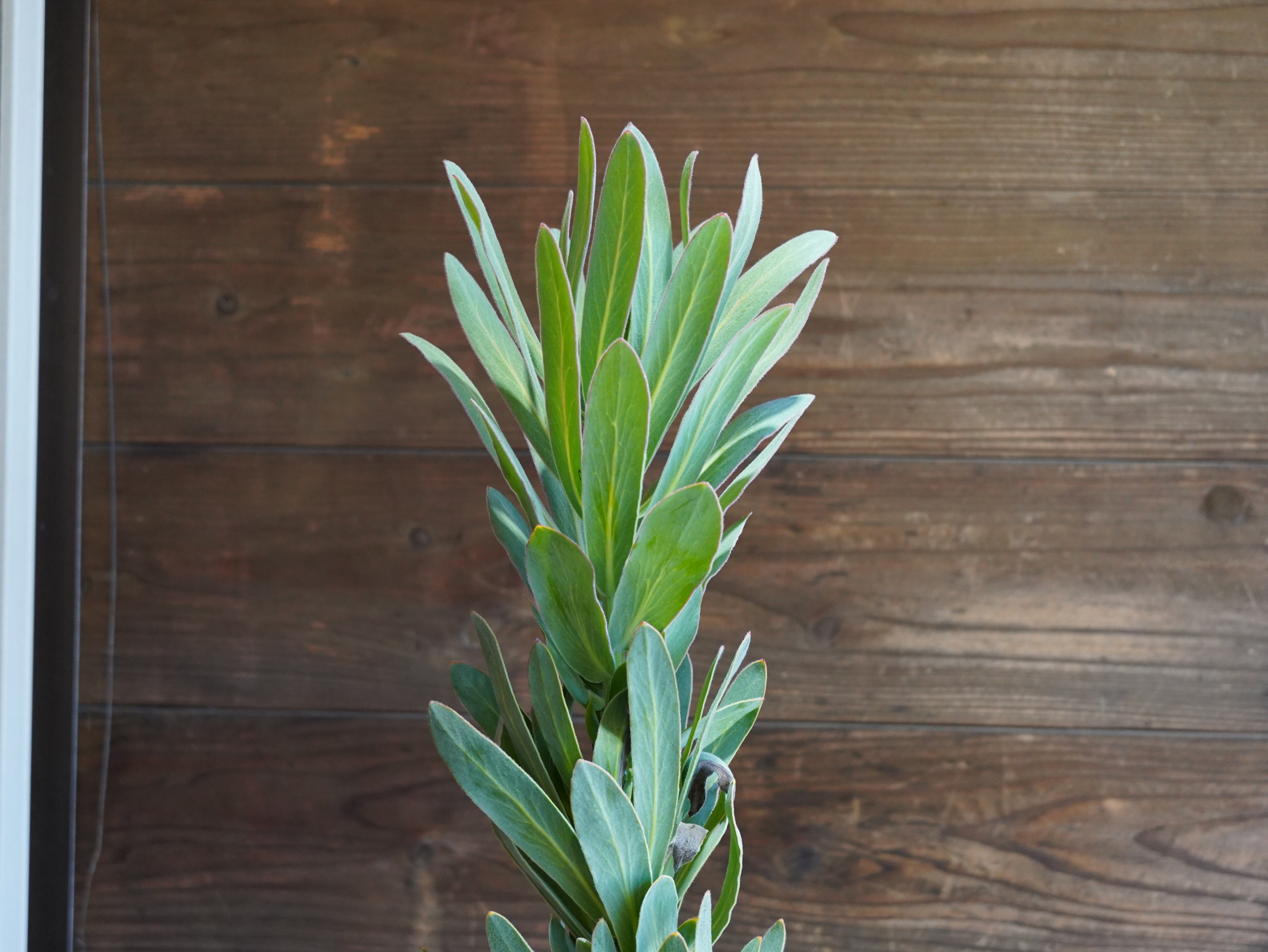 【現物】プロテア "ピンククリーム"