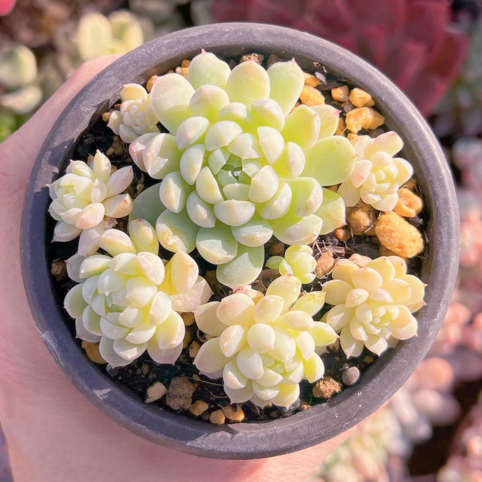 現品　ハチミツボール#077   るる農園