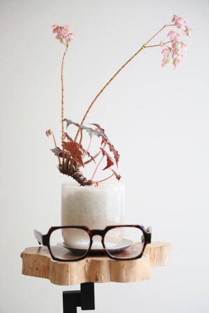 【S】ベゴニア 黒鷲/Begonia Kurowashi　※グラスポット付き