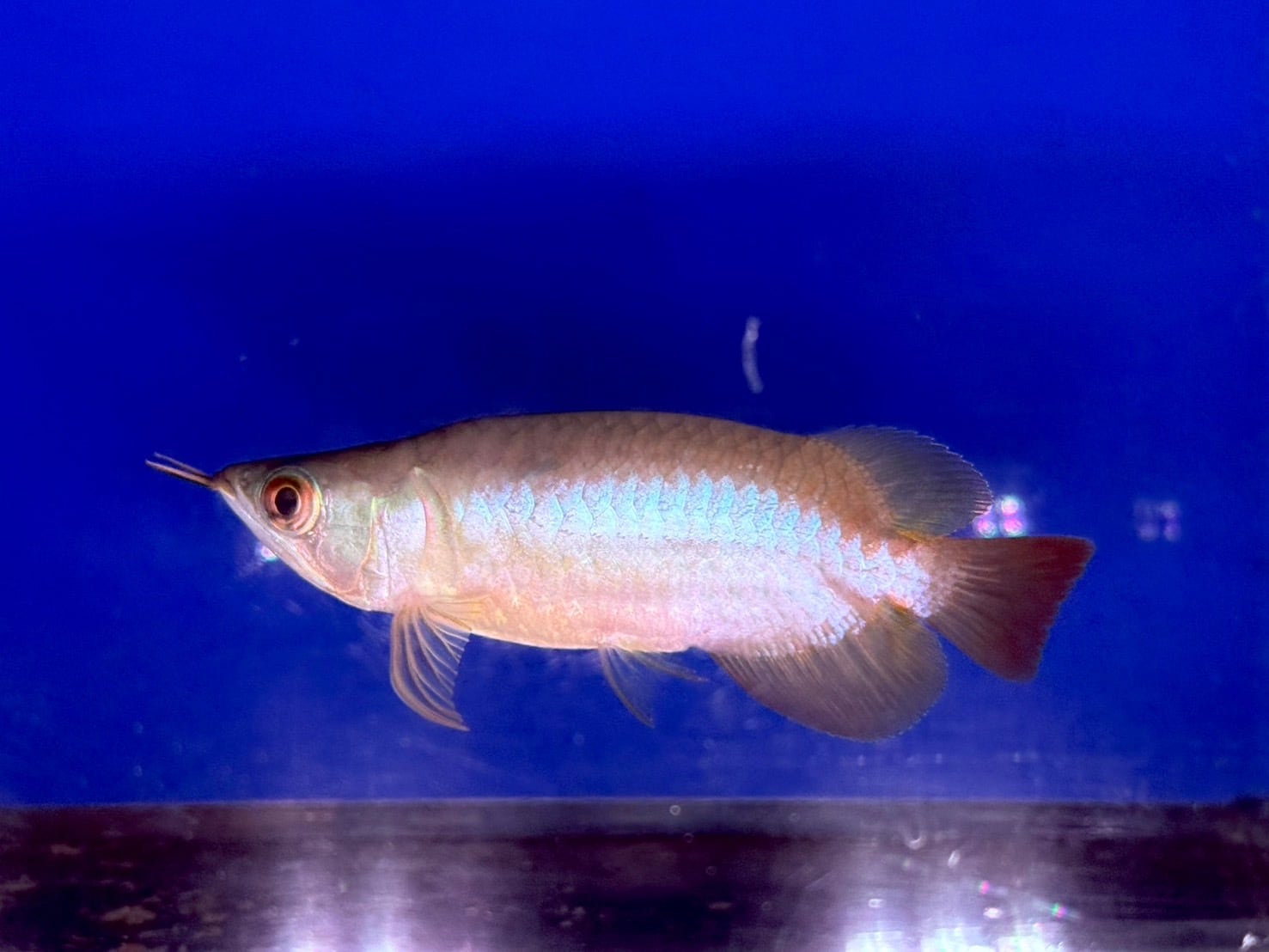 新入荷 | アクアショップ ビリーケン オンラインストア