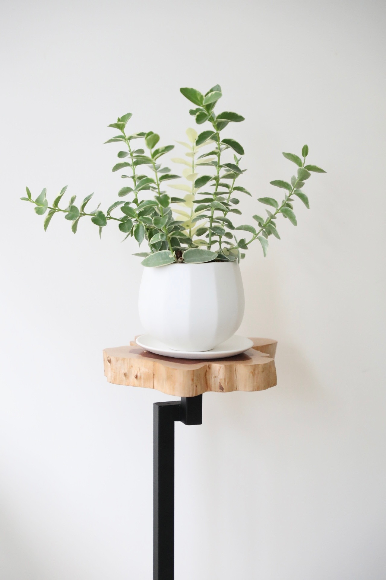 ホヤ クミンギアナ 斑入り/Hoya cumingiana　※陶器鉢付き