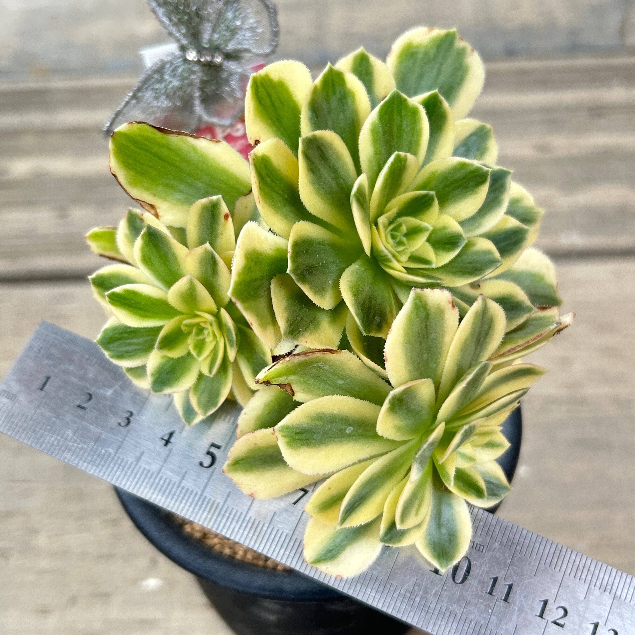 碧玉(アエオニウム) 韓国苗 | RuPo 多肉植物専門店