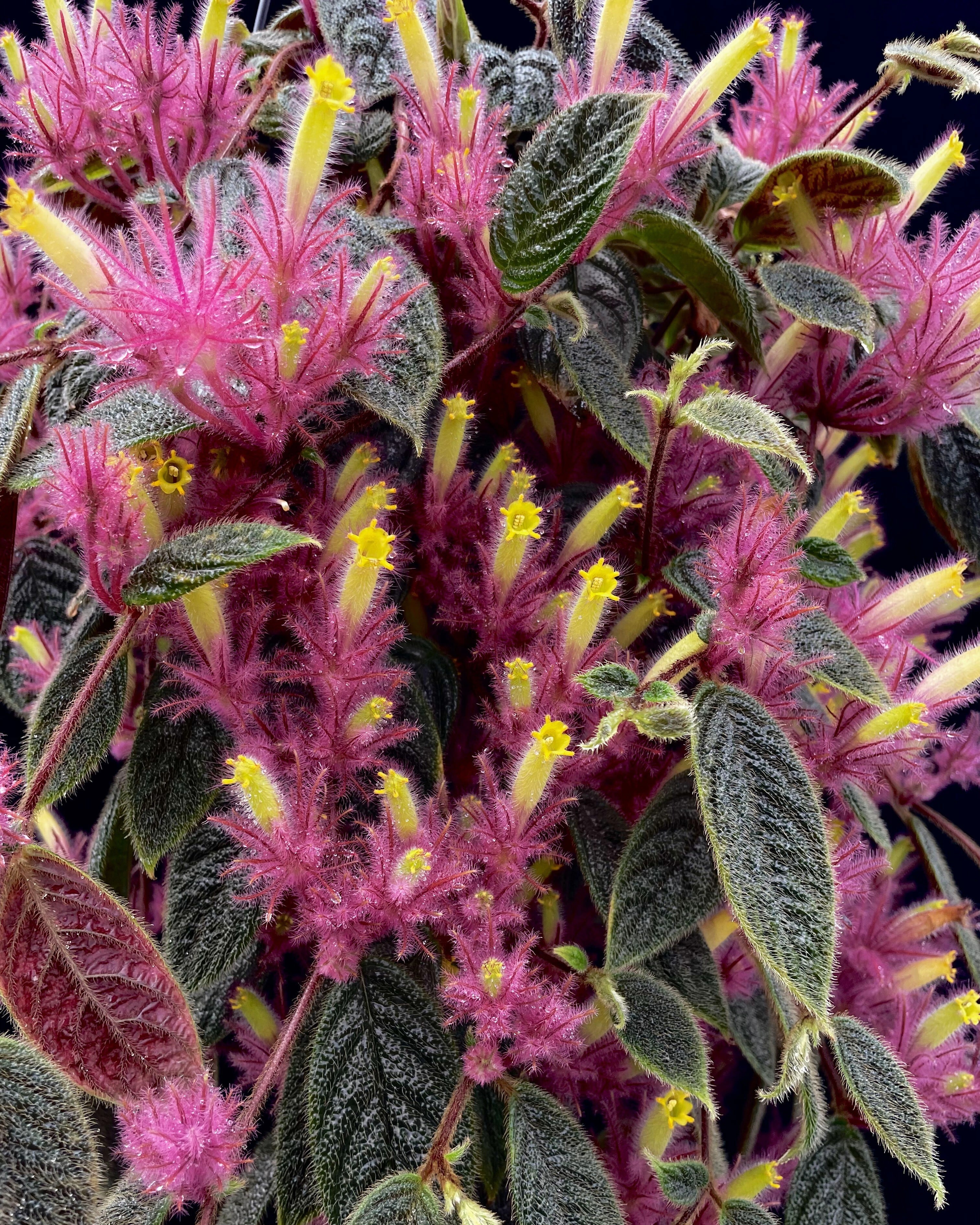 Columnea minor (type4) | 伊藤蟻植物農園