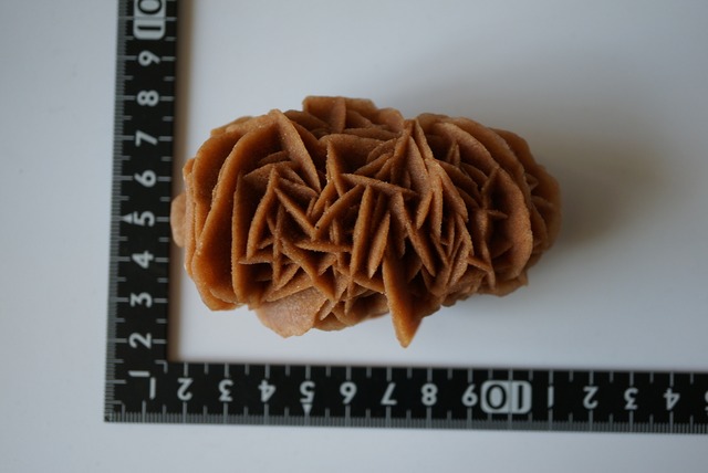 デザートローズ　Desert Rose 960