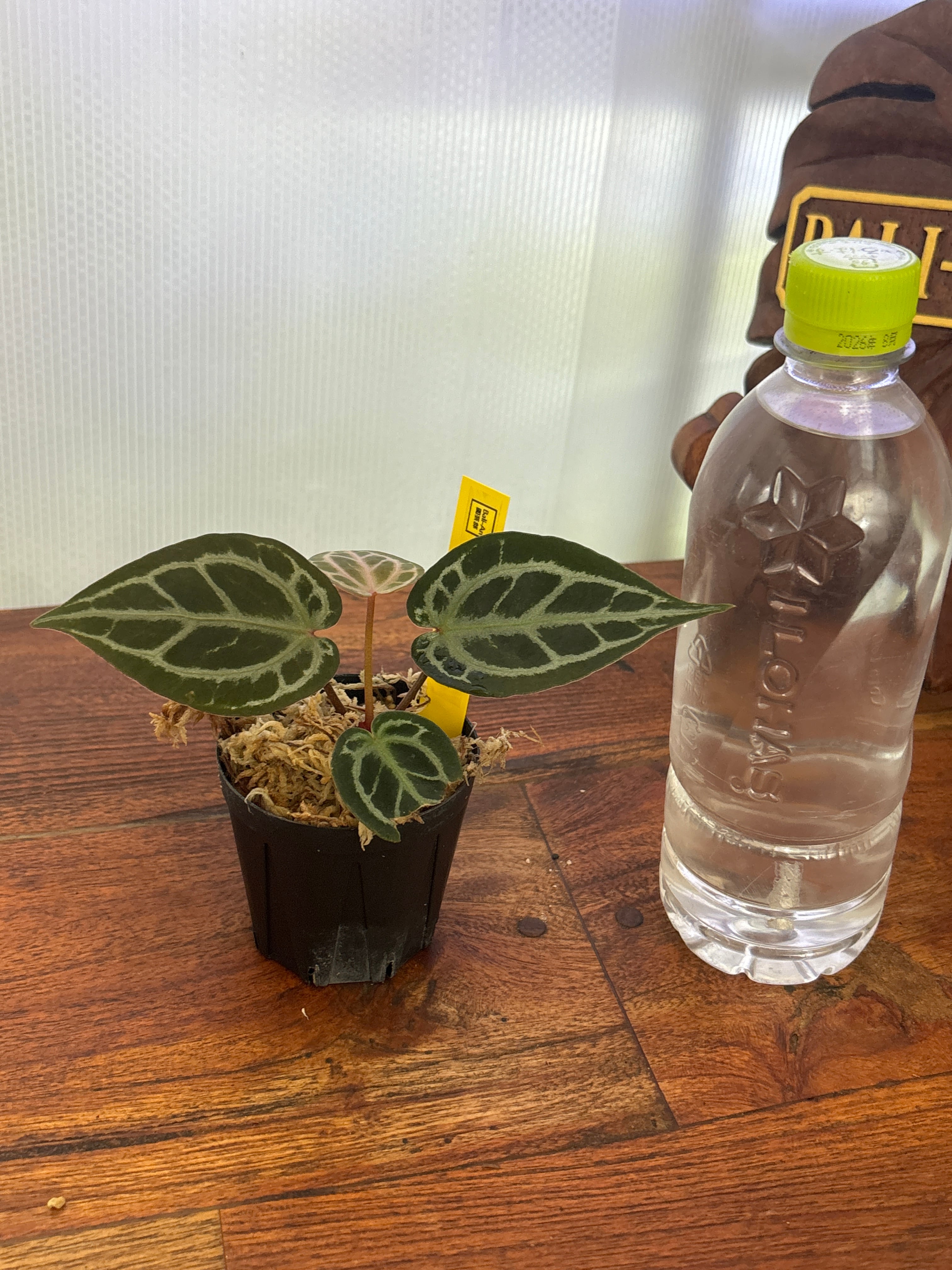 Anthurium | BALI-AN 園芸