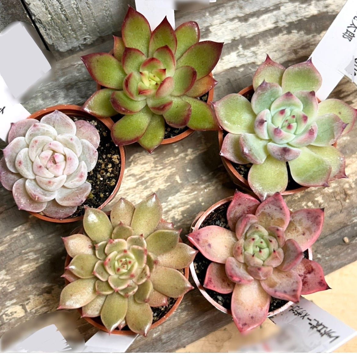 ガーネット錦 韓国苗 アエオニウム | RuPo 多肉植物専門店