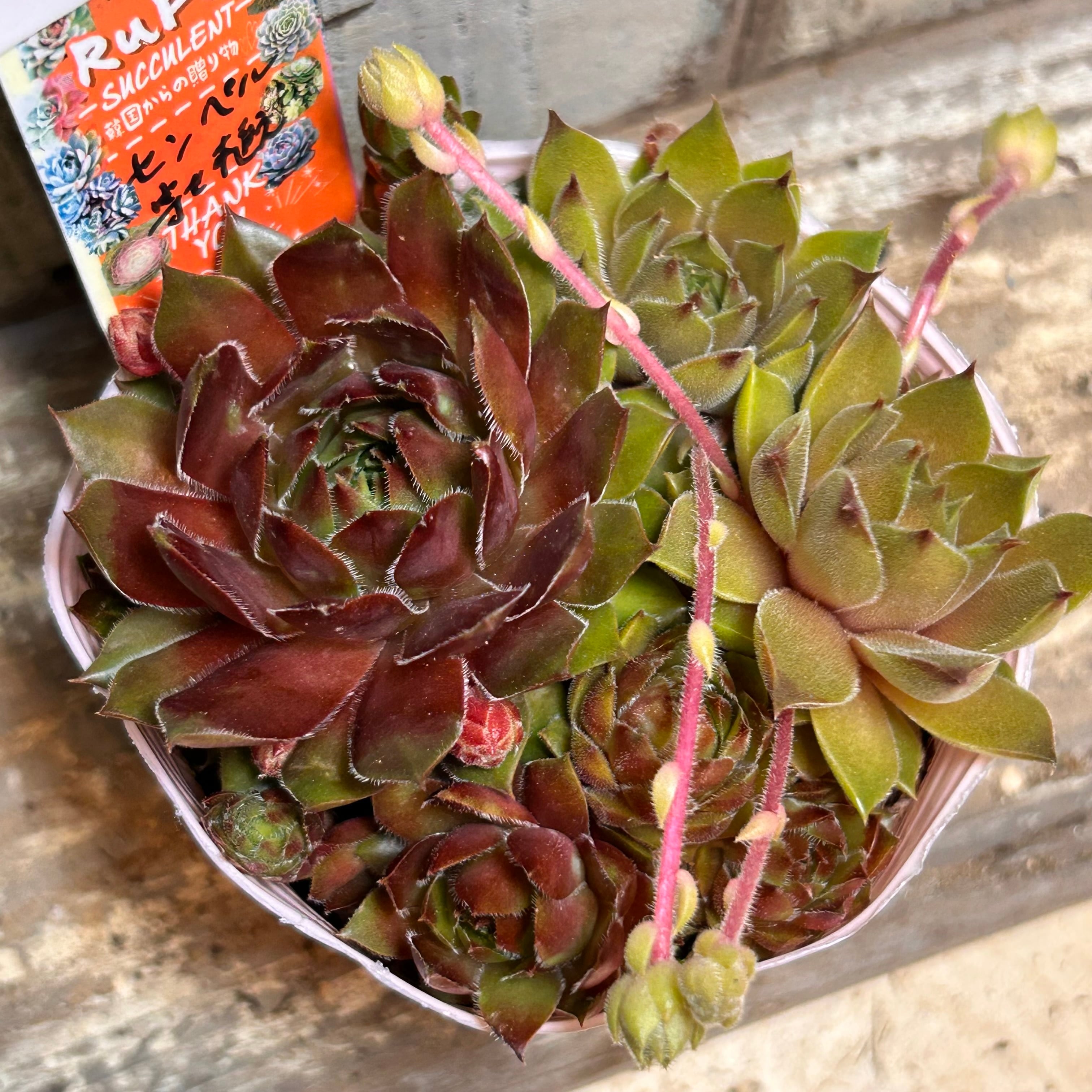 ジャングルファイヤー センペルビウム | RuPo 多肉植物専門店