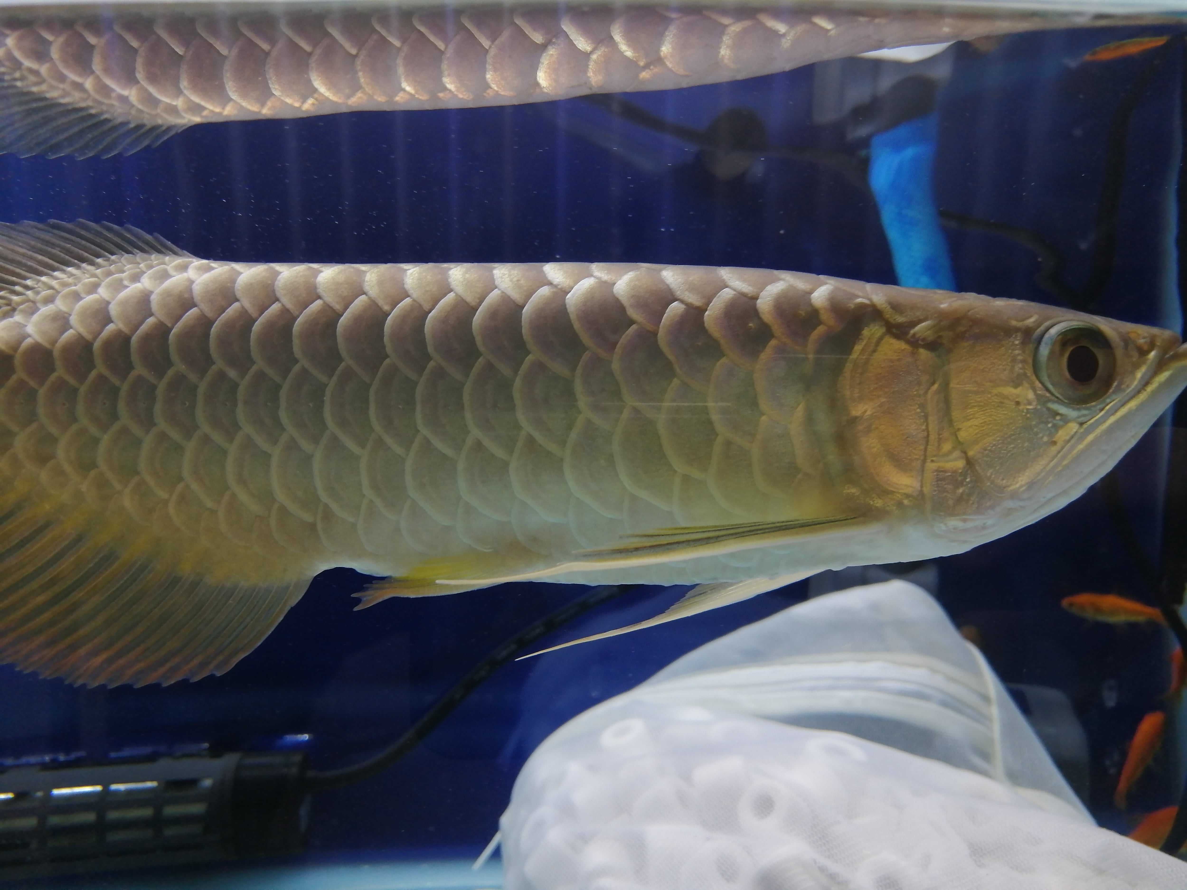 藍底過背金龍 (ブルーベース) ±23㎝《5939 証明書付き》 | アロワナ等