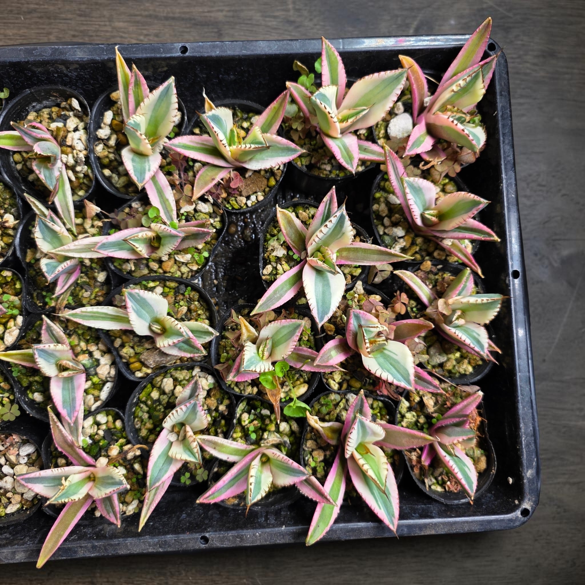 アガベ チタノタ　‘Saber tooth tiger’ 中斑　スナグルトゥース アガベ チタノタ 'スナグルトゥース'（Agave titanota 'Snaggle Tooth