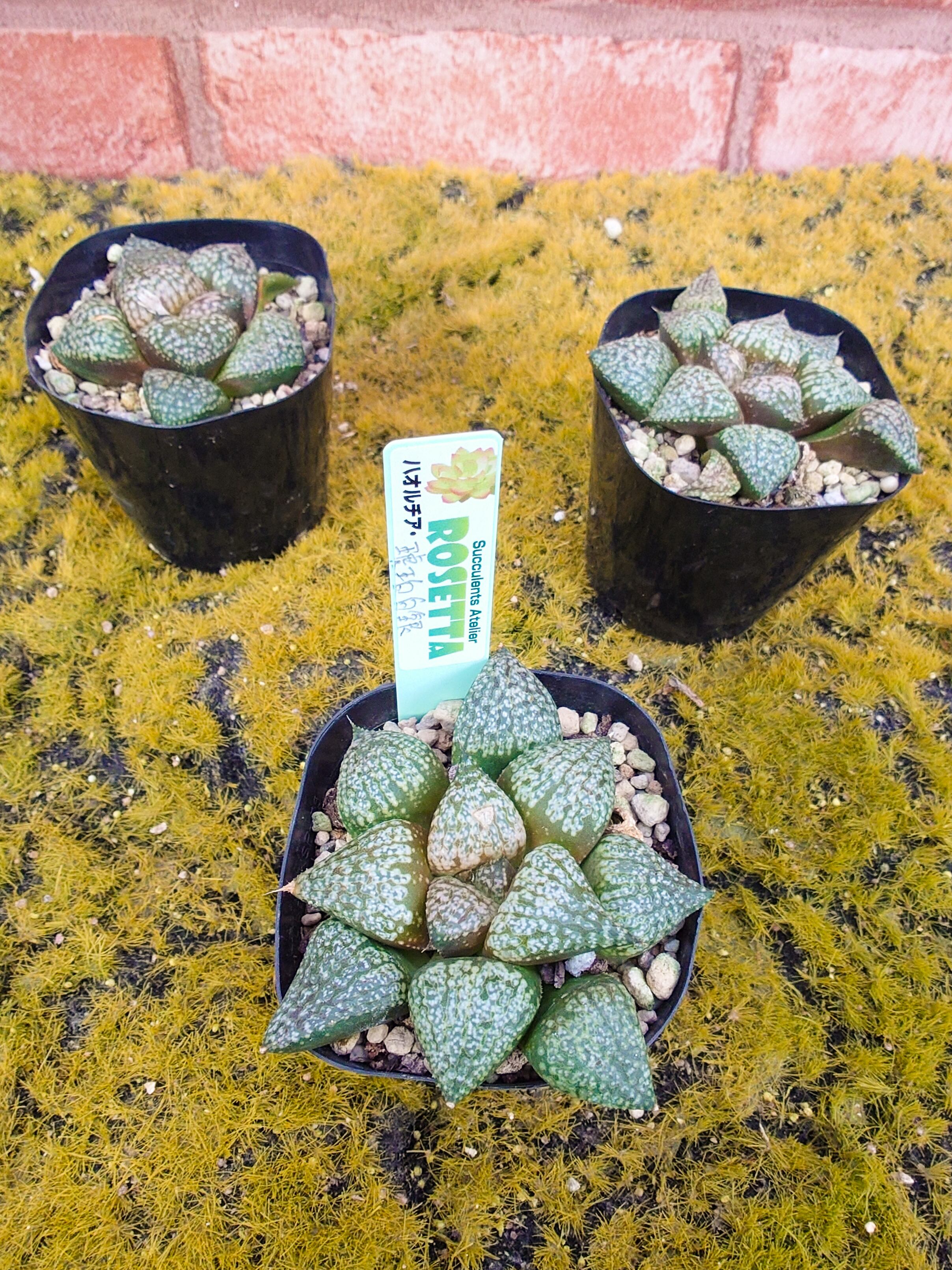 ハオルチアセット 24株 【公式通販】