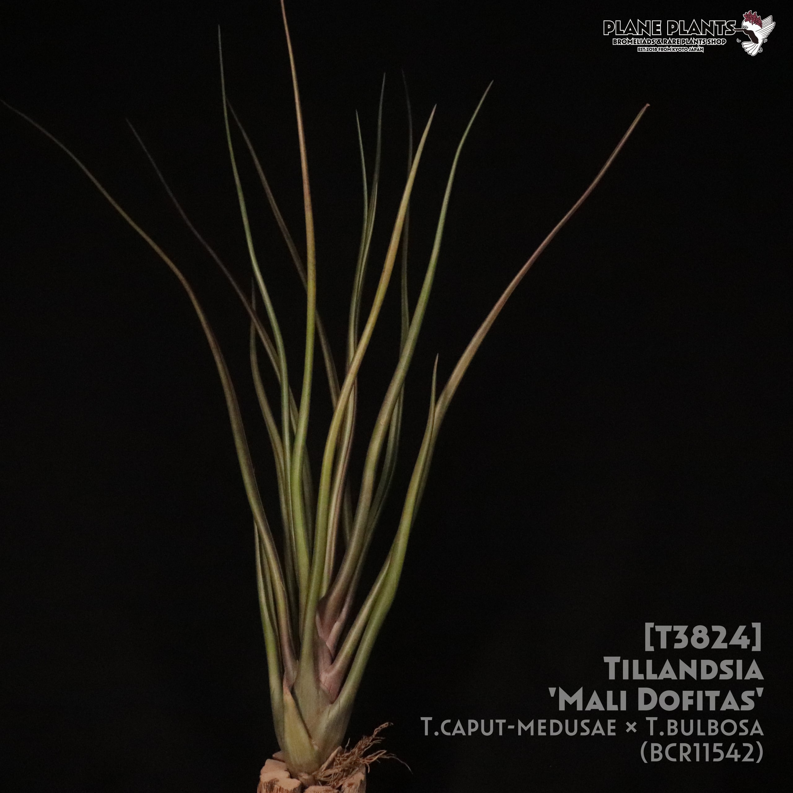 【送料無料】'Mali Dofitas'〔エアプランツ〕現品発送T3824