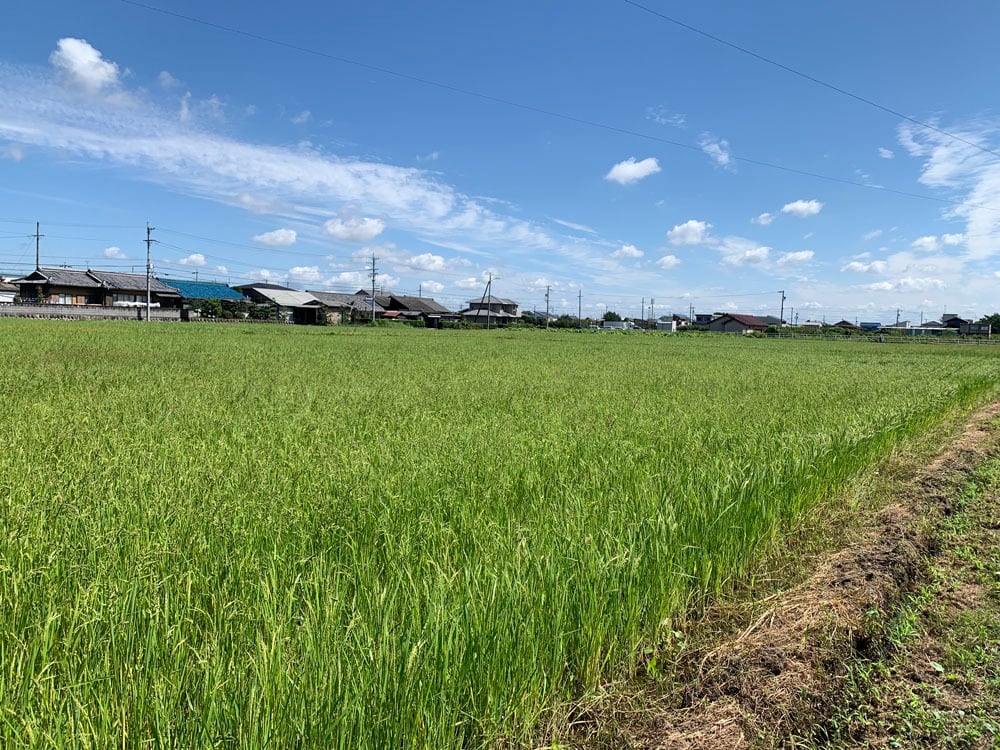 人気銘柄10kg 幻の米!岐阜県産ハツシモ【精米済】慣行栽培【令和7年産】