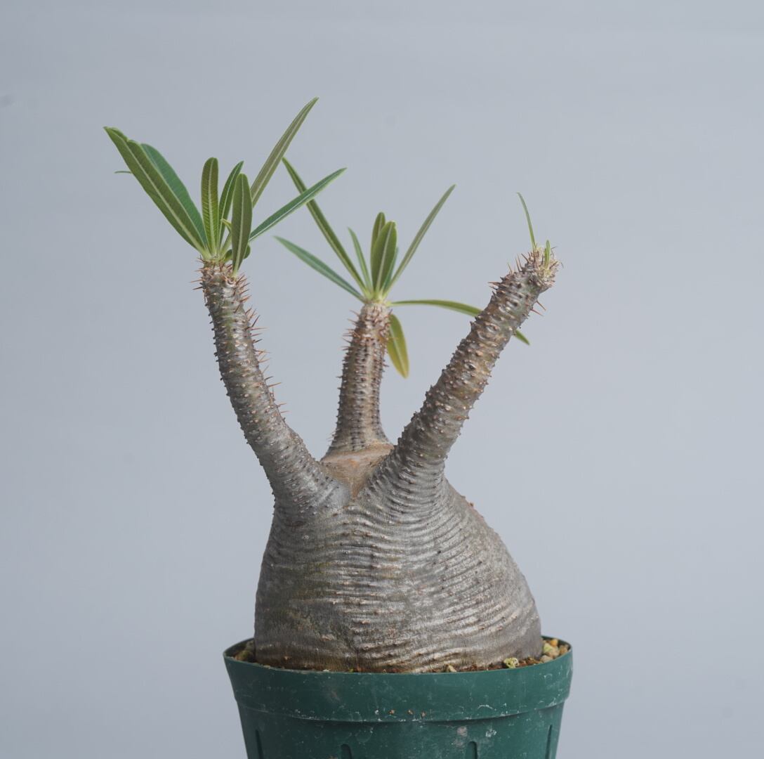 パキポディウム グラキリス no. 15〈発根済み〉 | SPECIAL OTHER WORKS