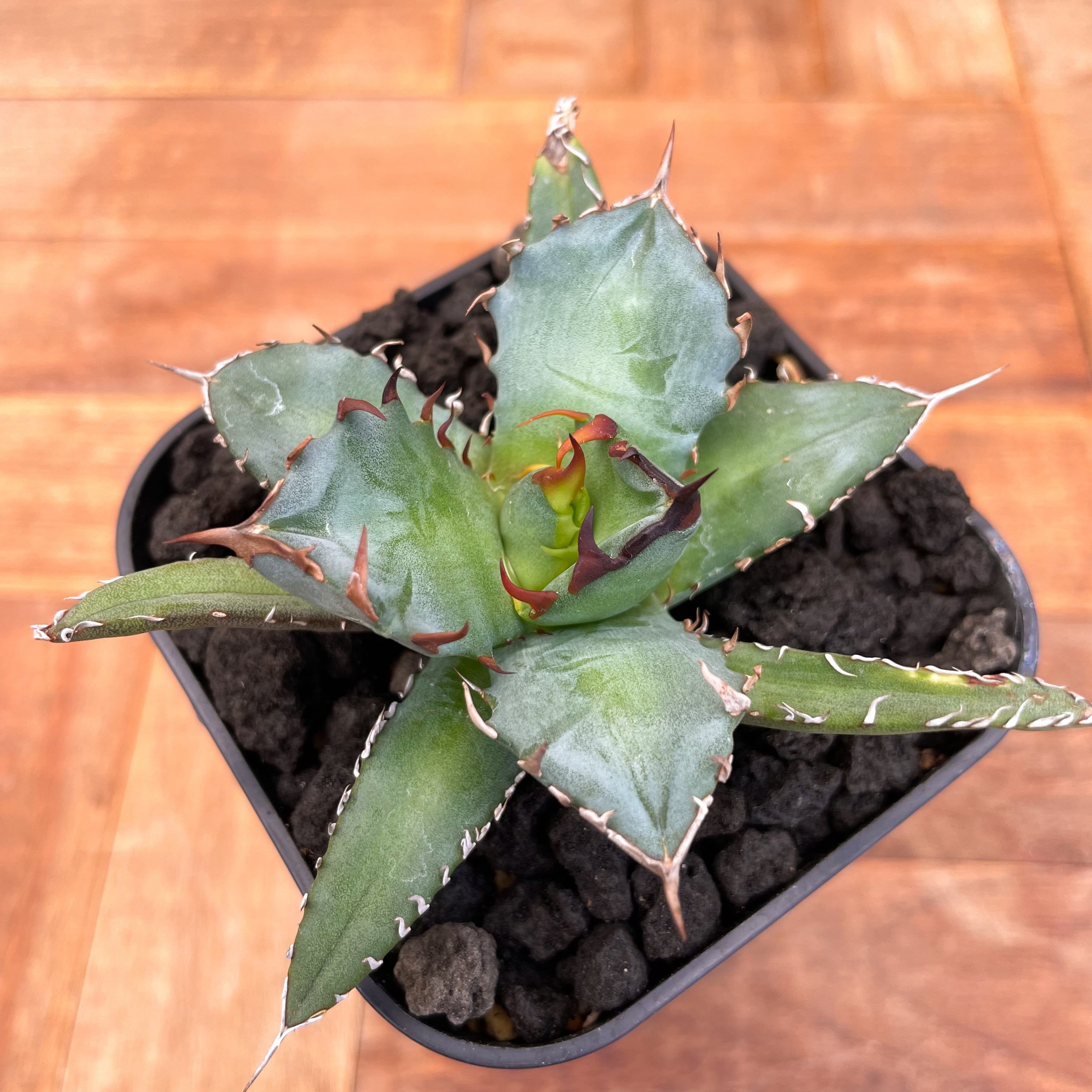 Agave titanota No,1【アガベ・チタノタ・農大No,1】 | RIMO