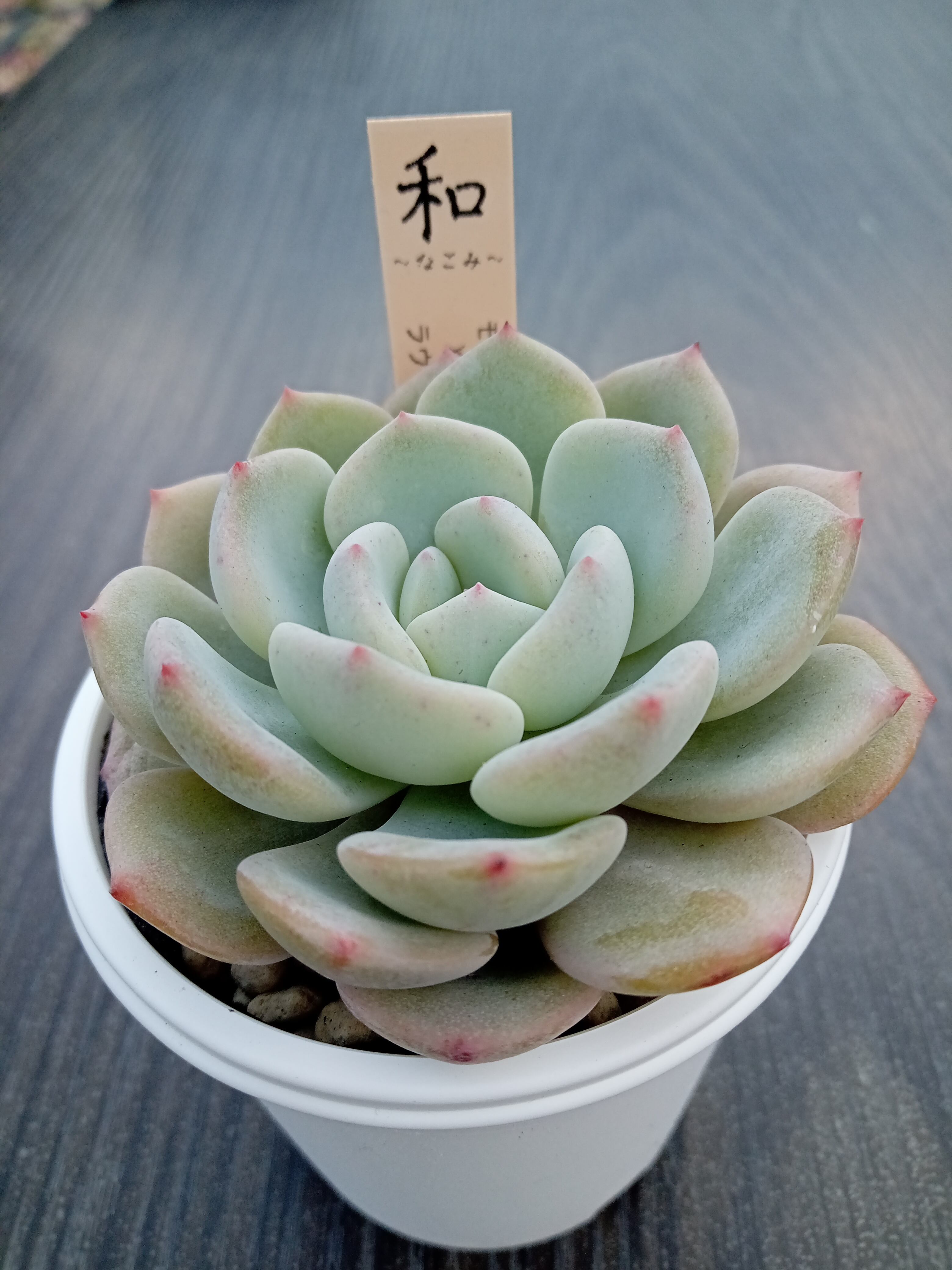 モンブラン☓ラウリンゼ | 多肉植物 和〜なごみ〜