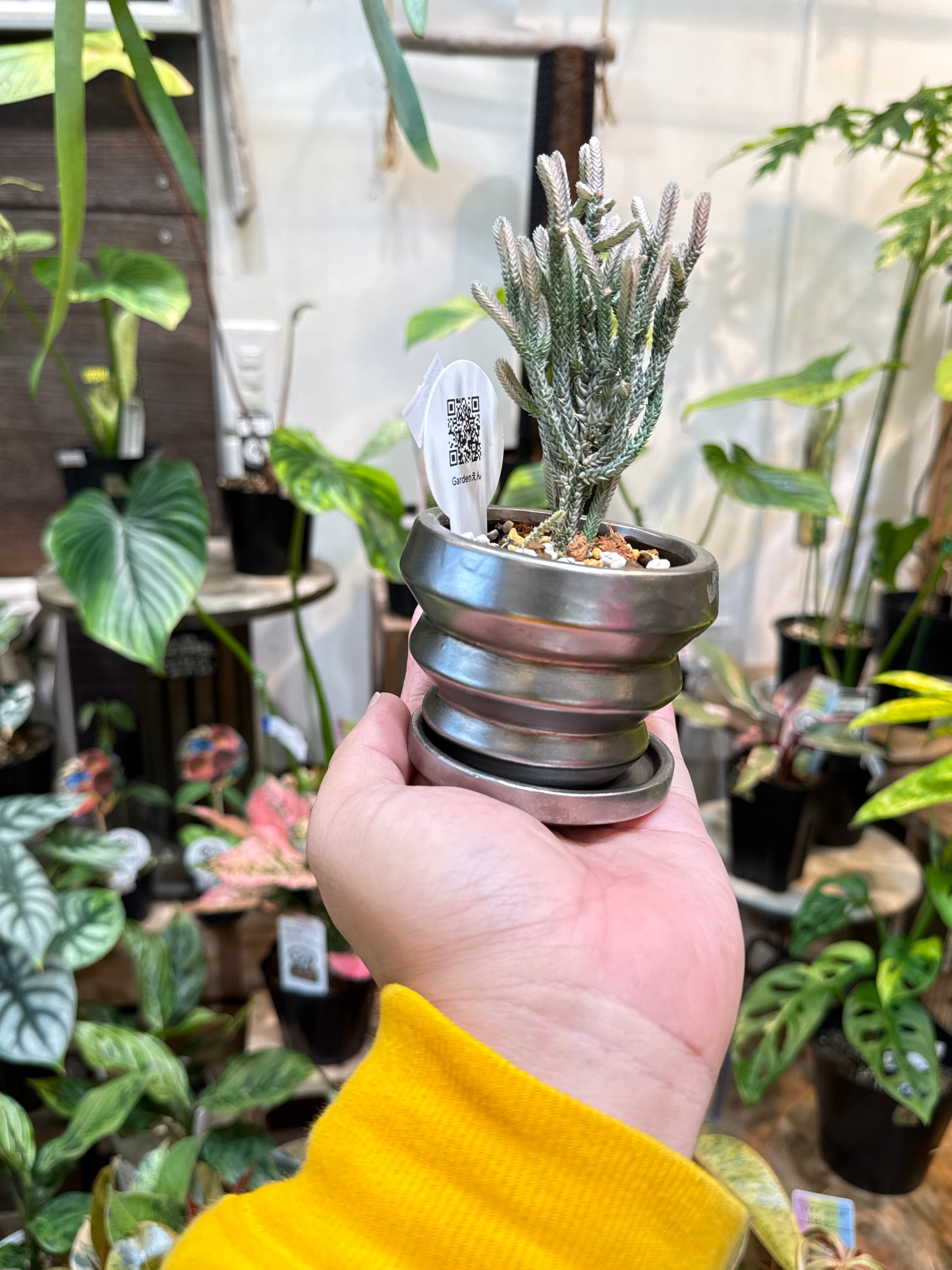 ミニ観葉鉢植えセット) クラッスラ 若緑斑入り | Gardenえん 【観葉