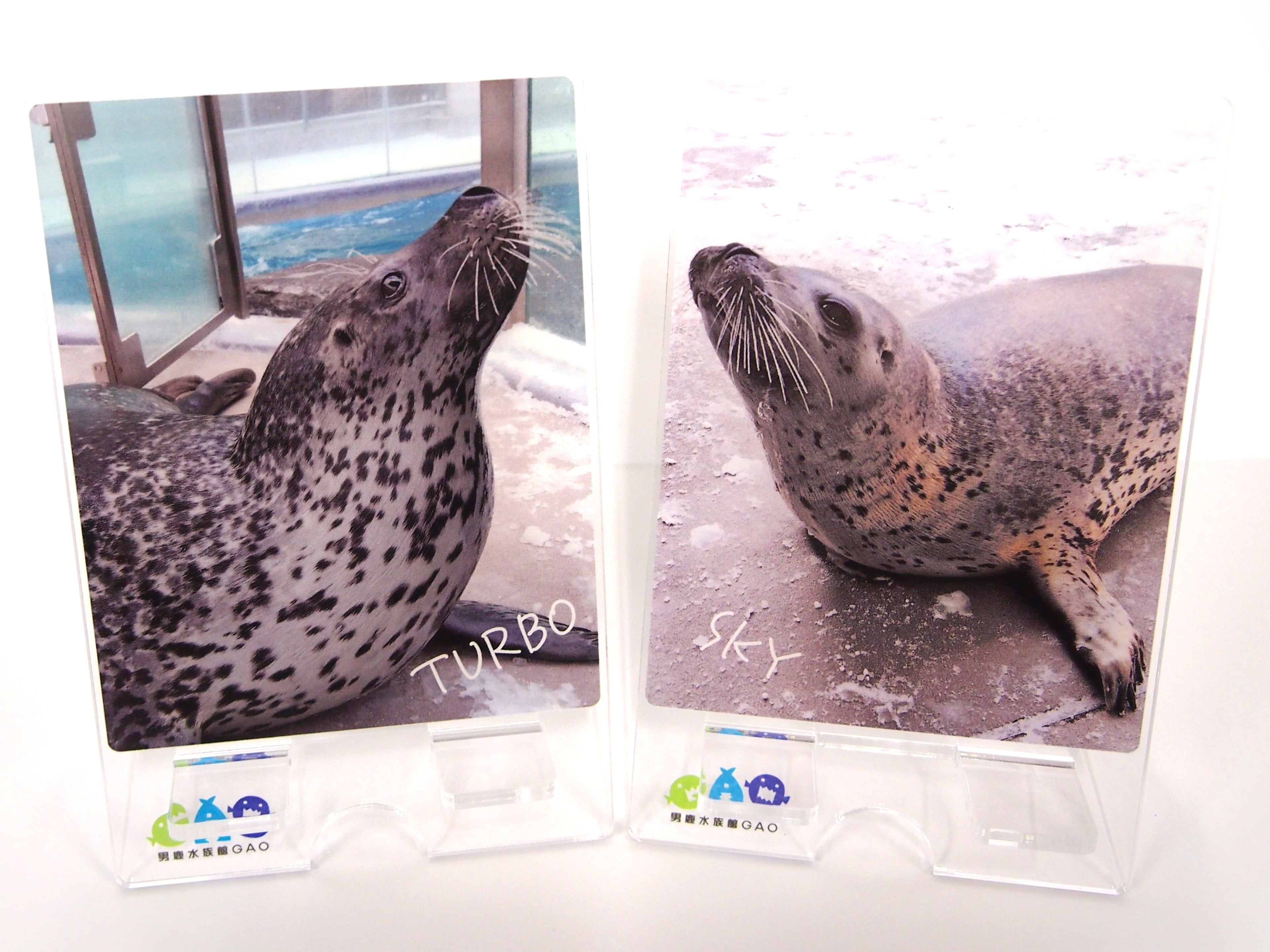 アクリルスマホスタンド ターボ・スカイ | 男鹿水族館GAO Online Shop